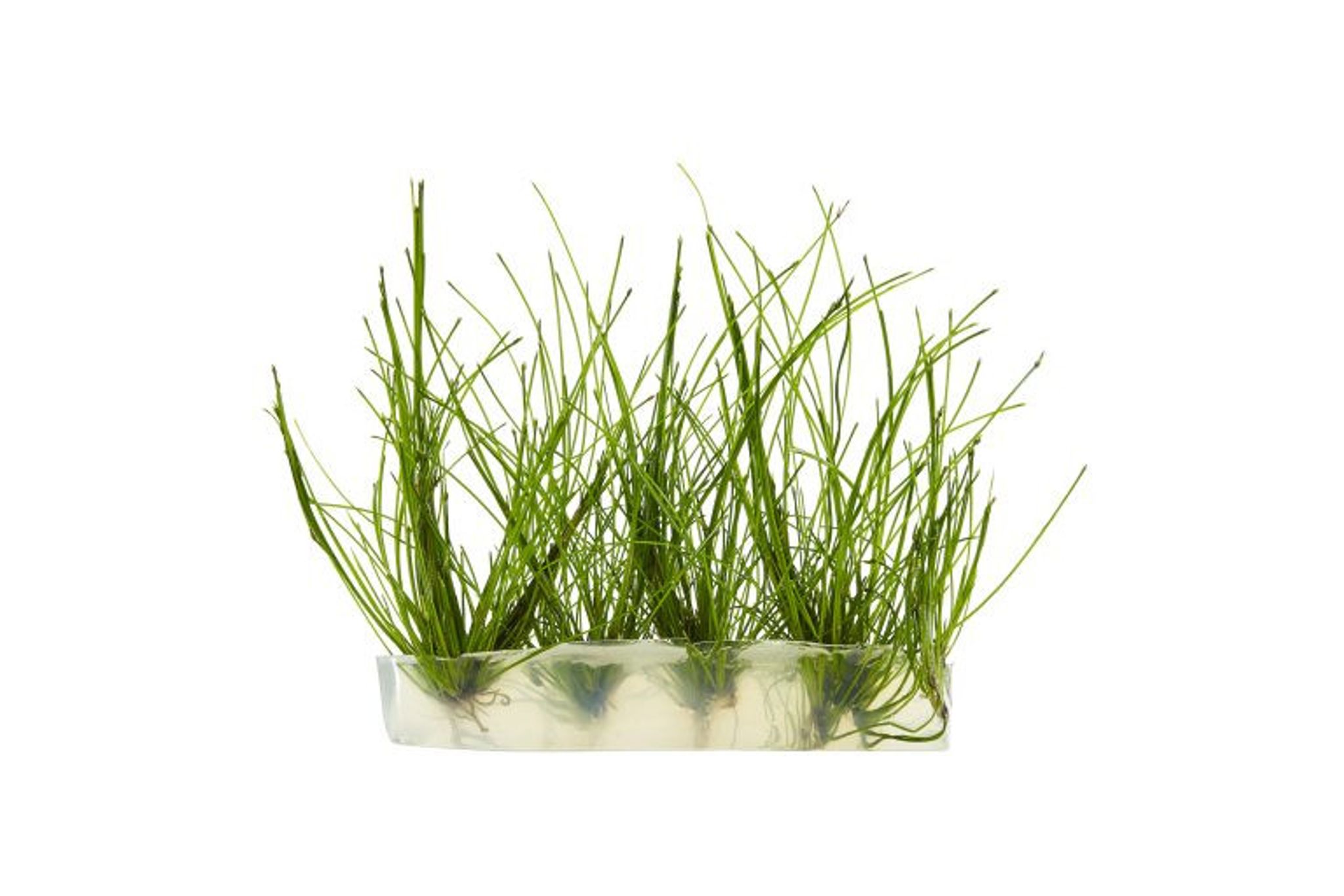 HairGrass 'Eleocharis Parvula' Tissue Culture