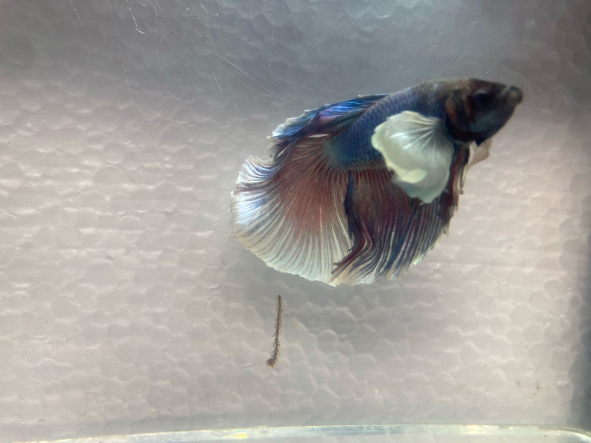 Halfmoon Dumbo Betta