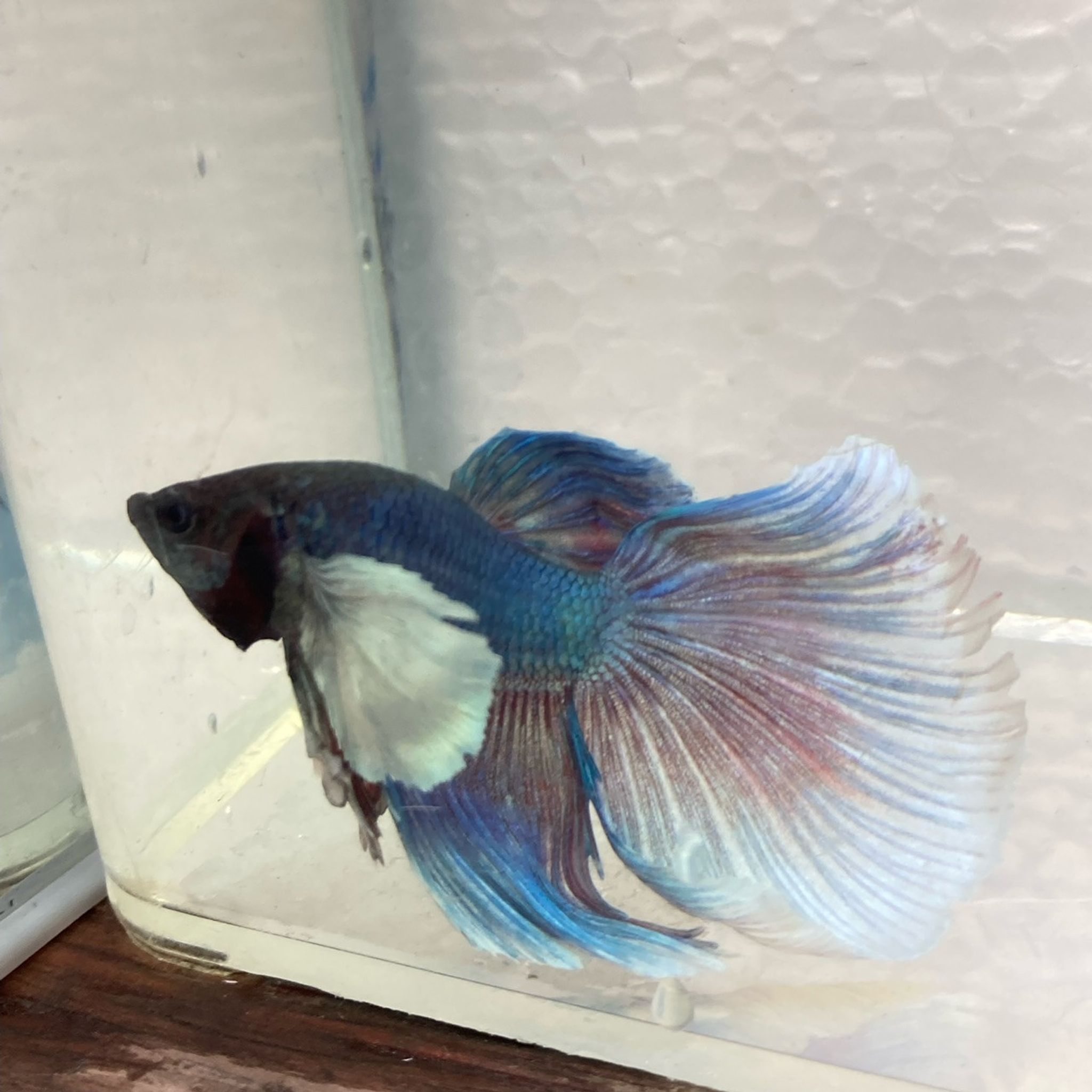 Halfmoon Dumbo Betta
