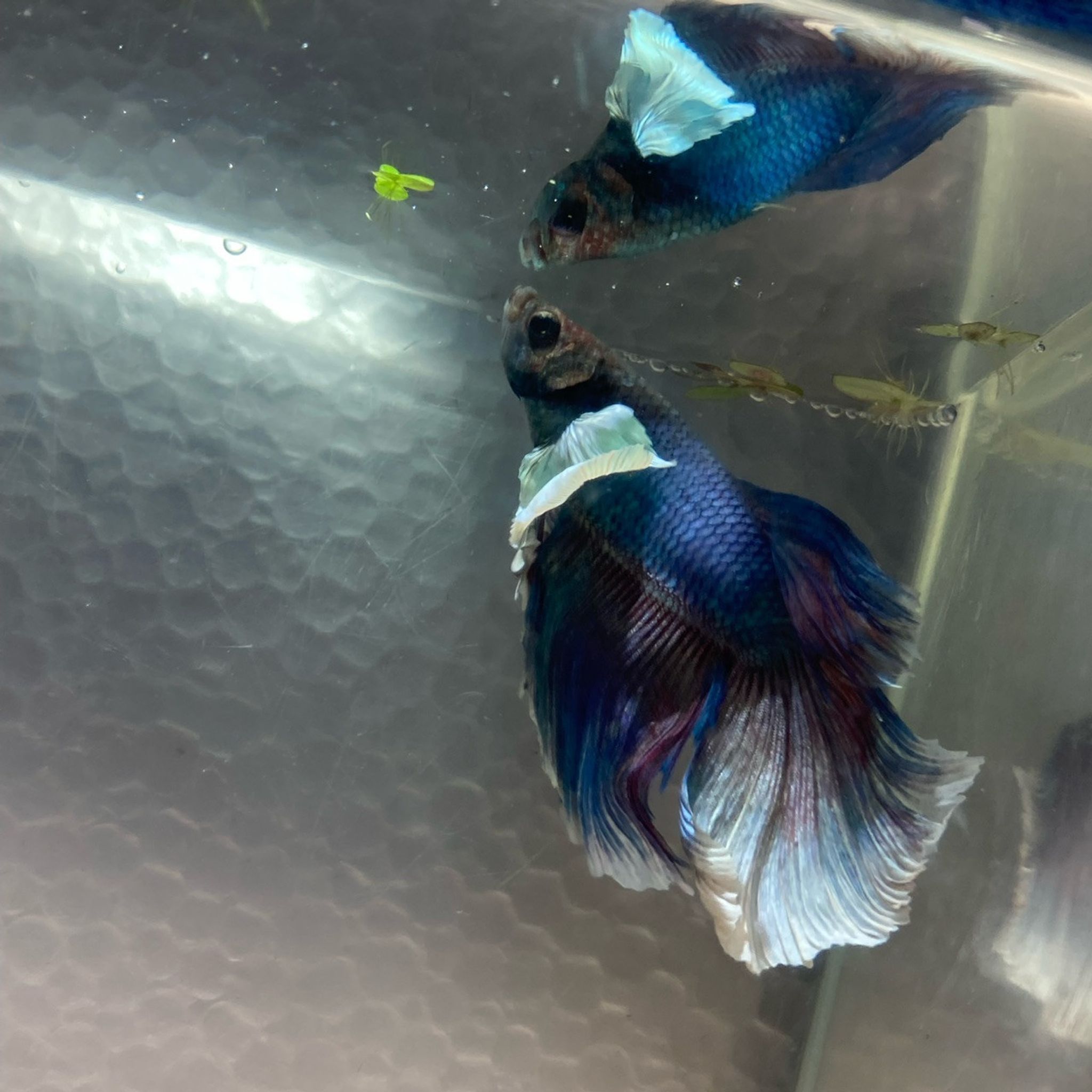 Halfmoon Dumbo Betta