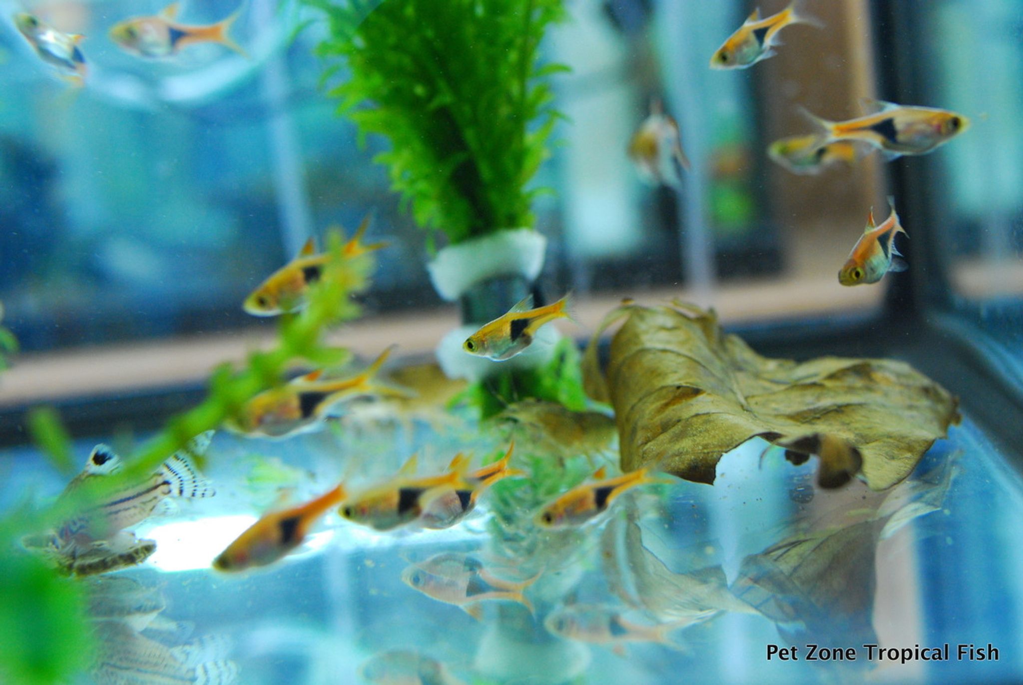 Harlequin Rasbora