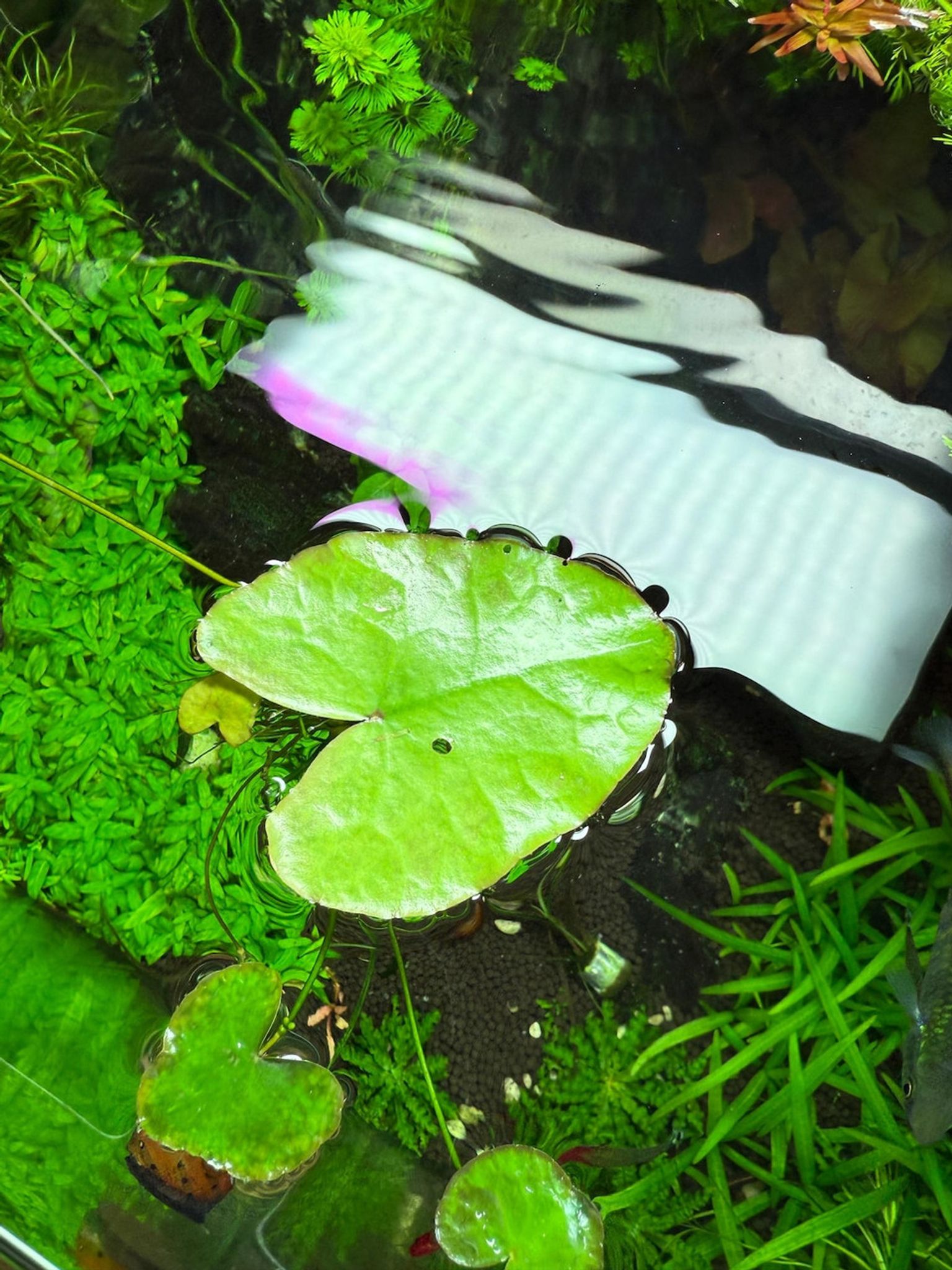 Heart Lily | Floating Heart | Big Floatingheart (Nymphoides aquatica)