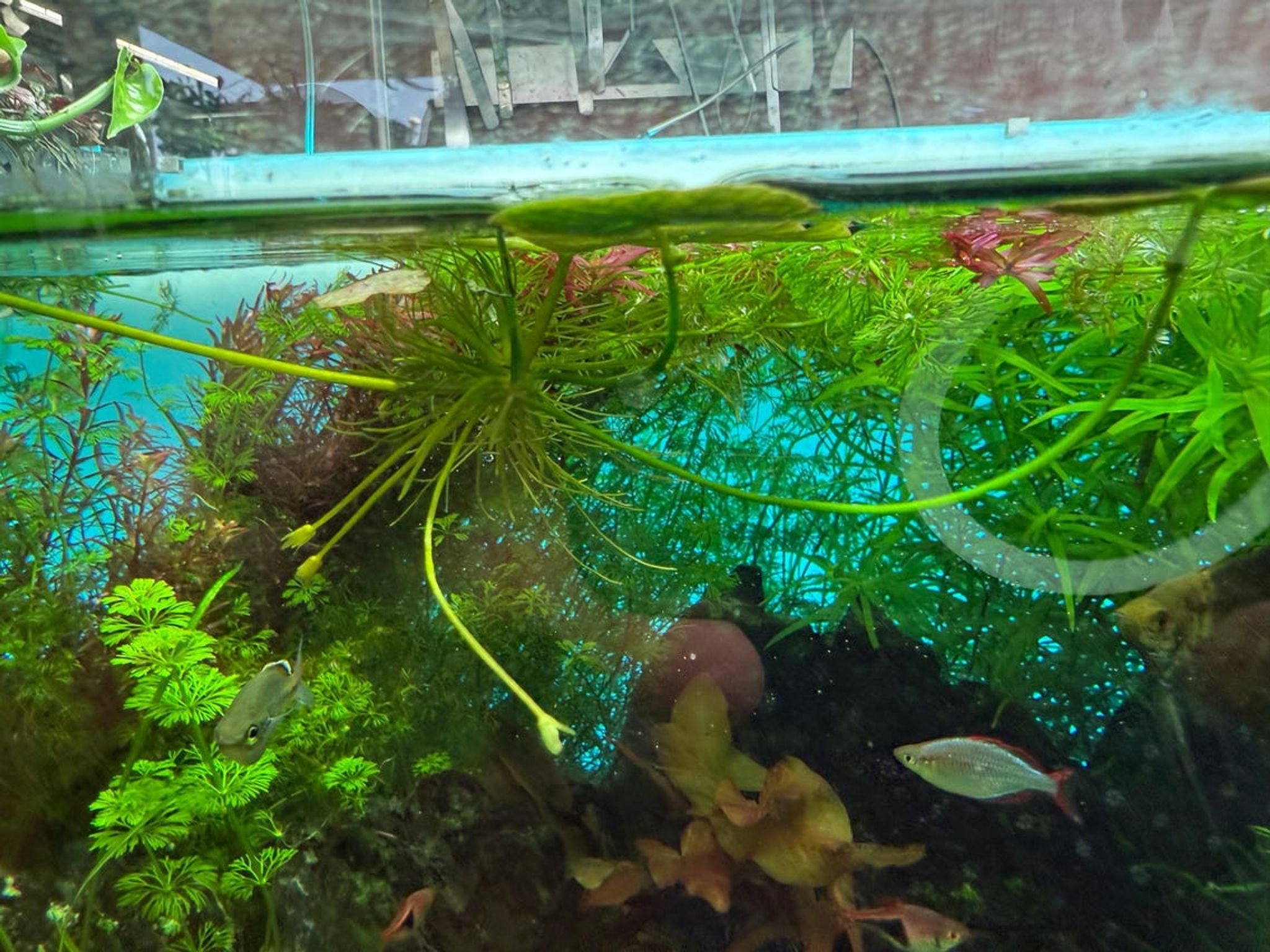 Heart Lily | Floating Heart | Big Floatingheart (Nymphoides aquatica)