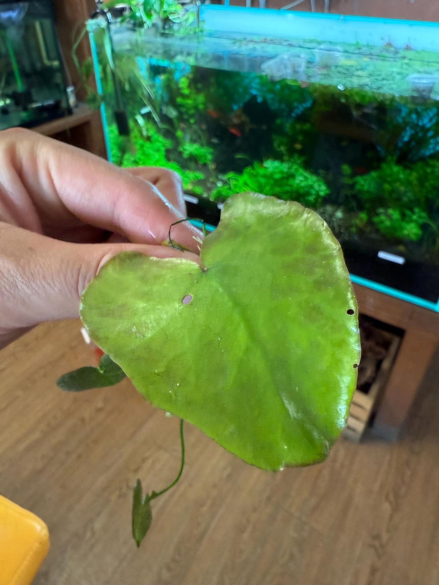 Heart Lily | Floating Heart | Big Floatingheart (Nymphoides aquatica)