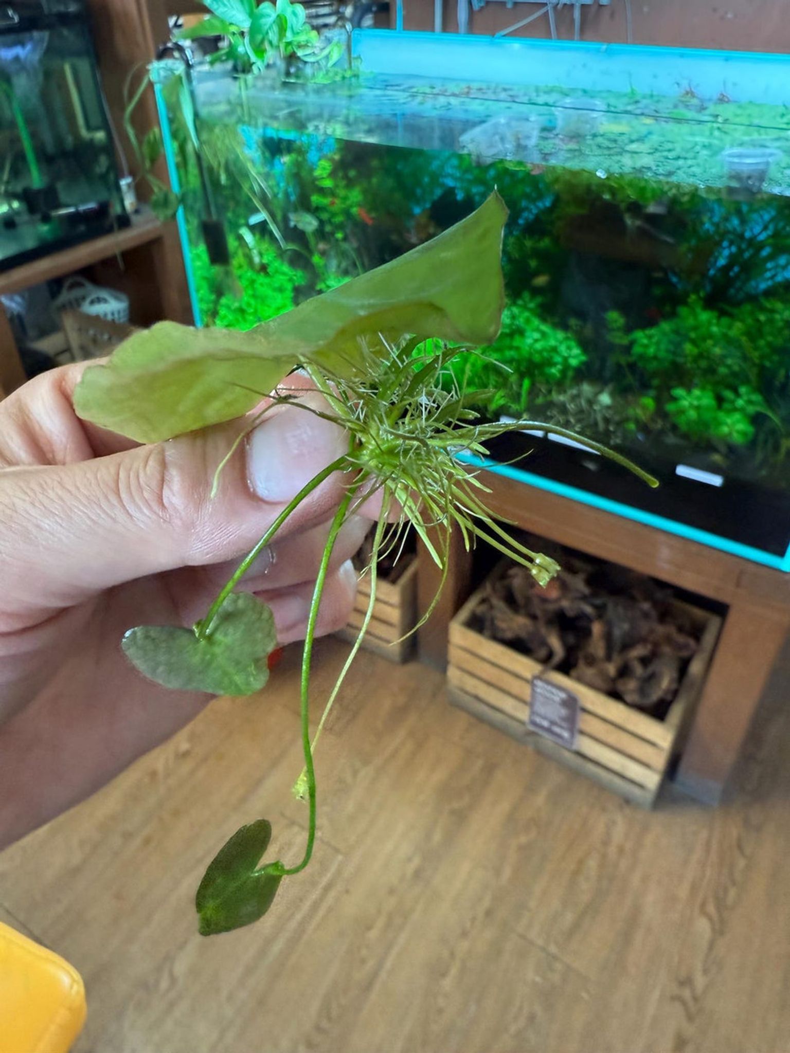 Heart Lily | Floating Heart | Big Floatingheart (Nymphoides aquatica)