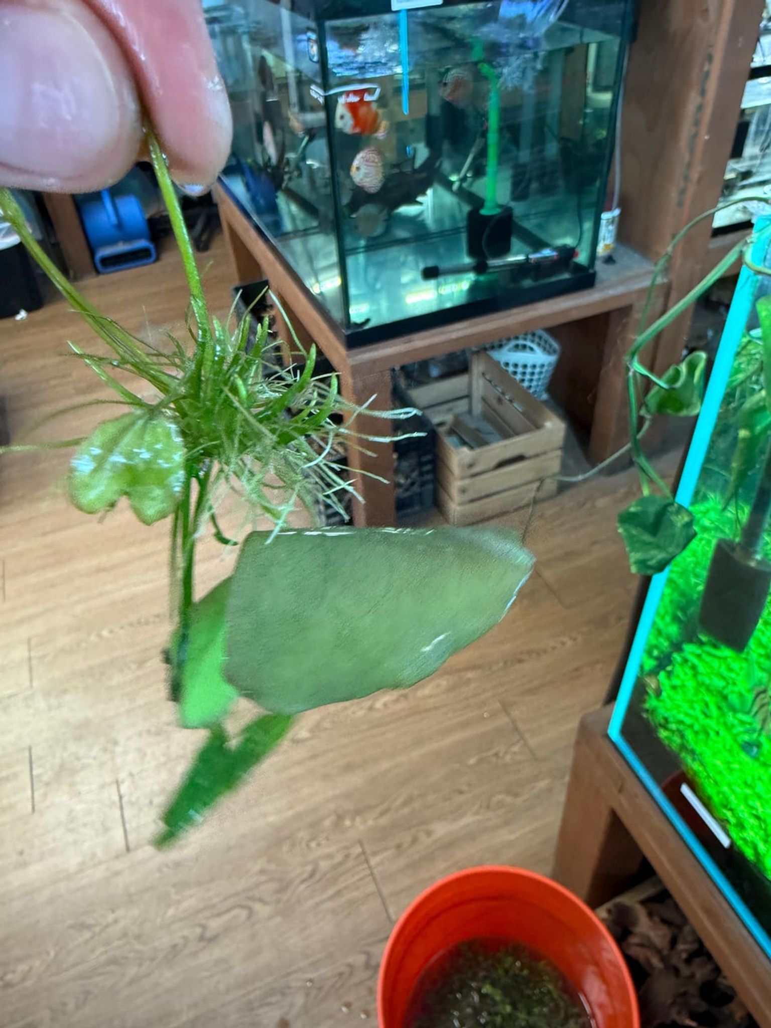 Heart Lily | Floating Heart | Big Floatingheart (Nymphoides aquatica)