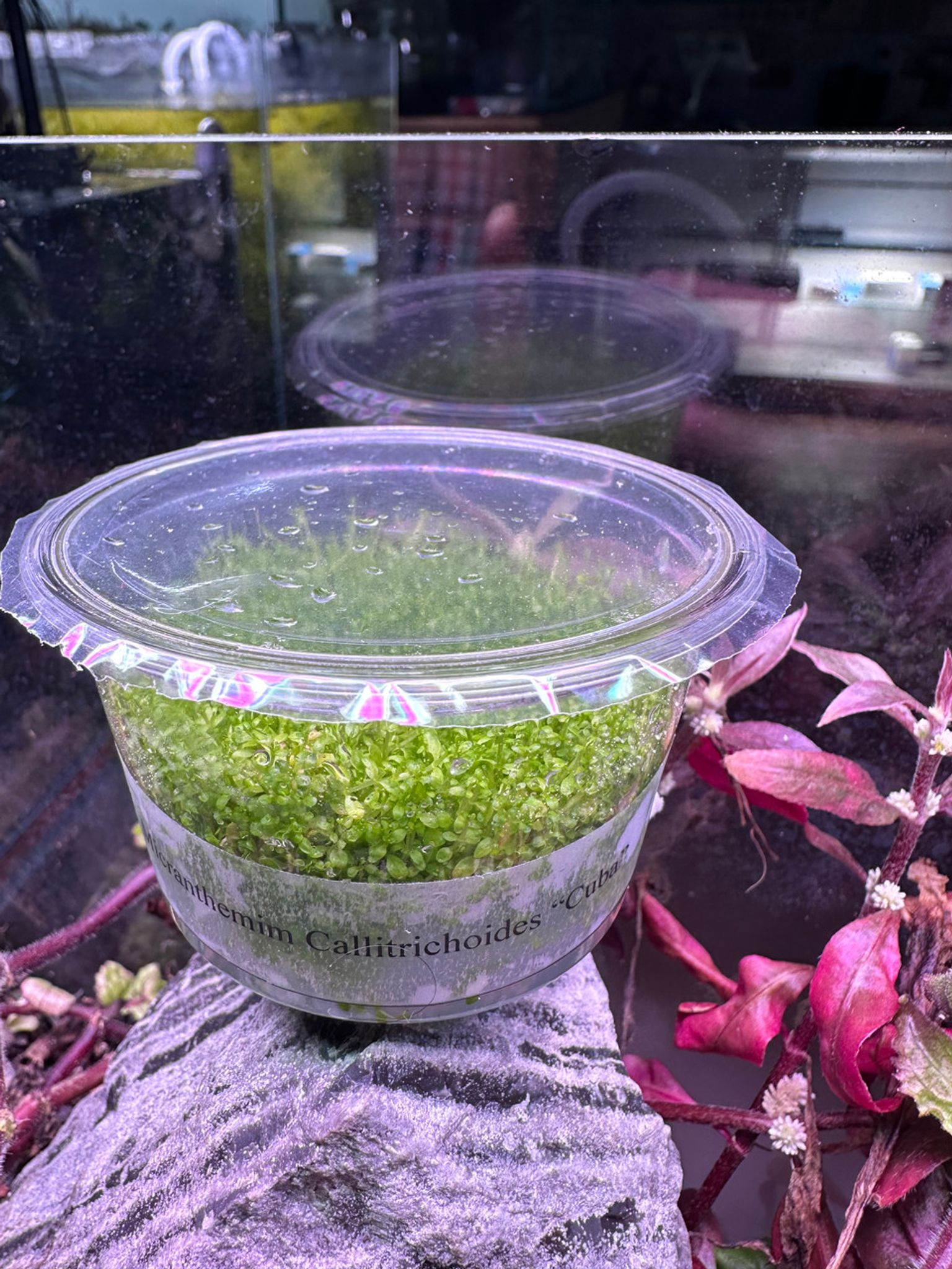 Hemianthus Callitrichoides Tissue Culture