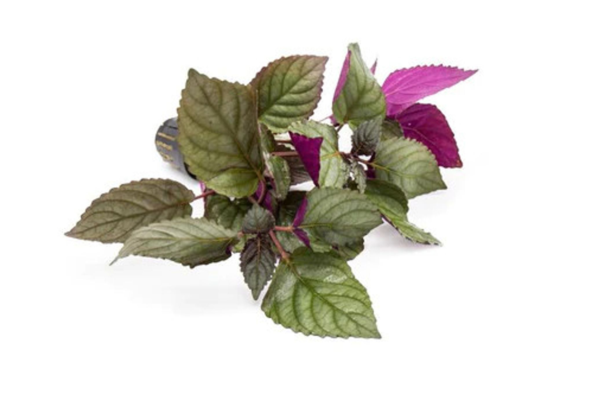 Hemigraphis Exotica / Purple Waffle