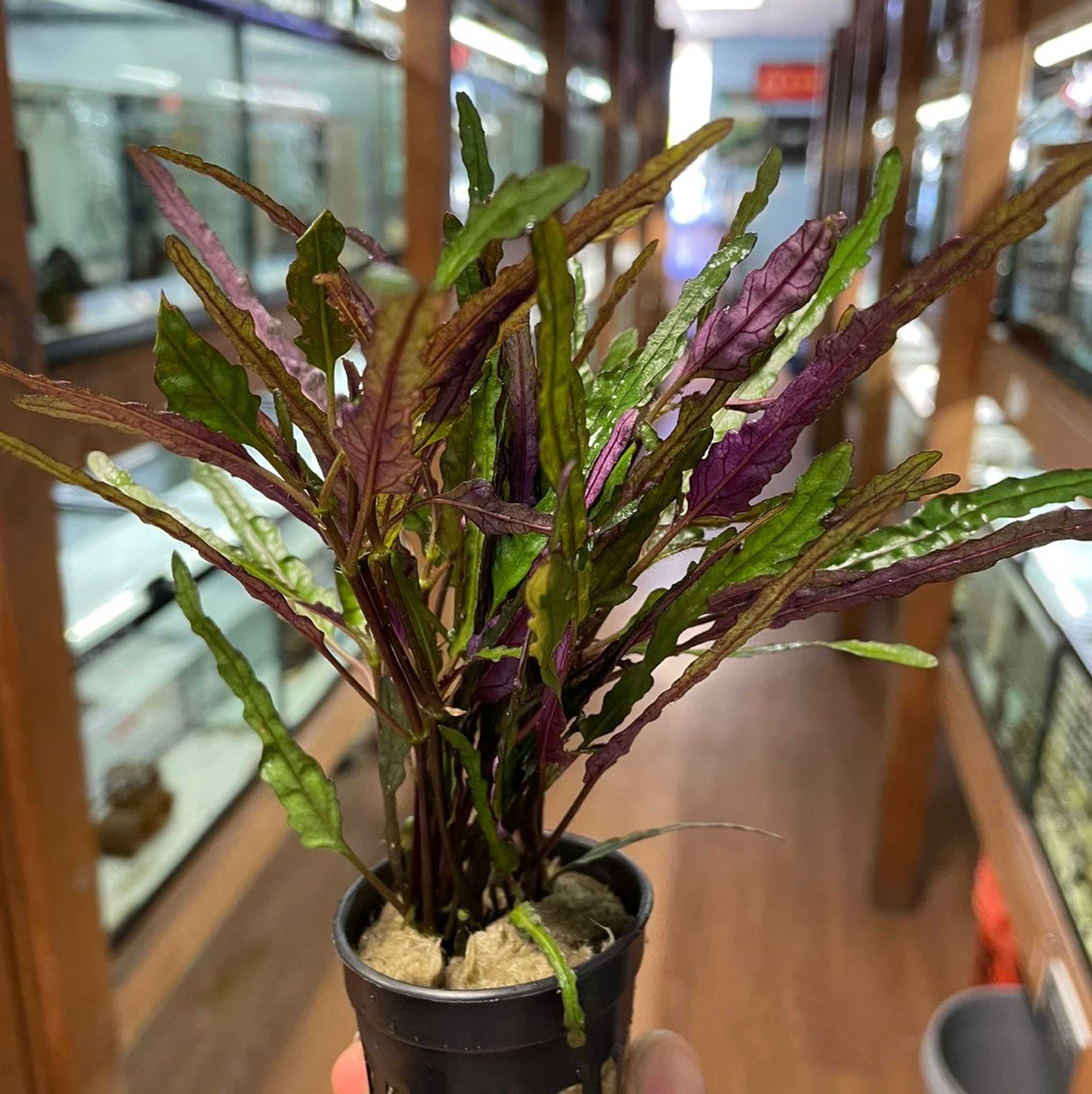 Hemigraphis Repanda / Dragon's Tongue