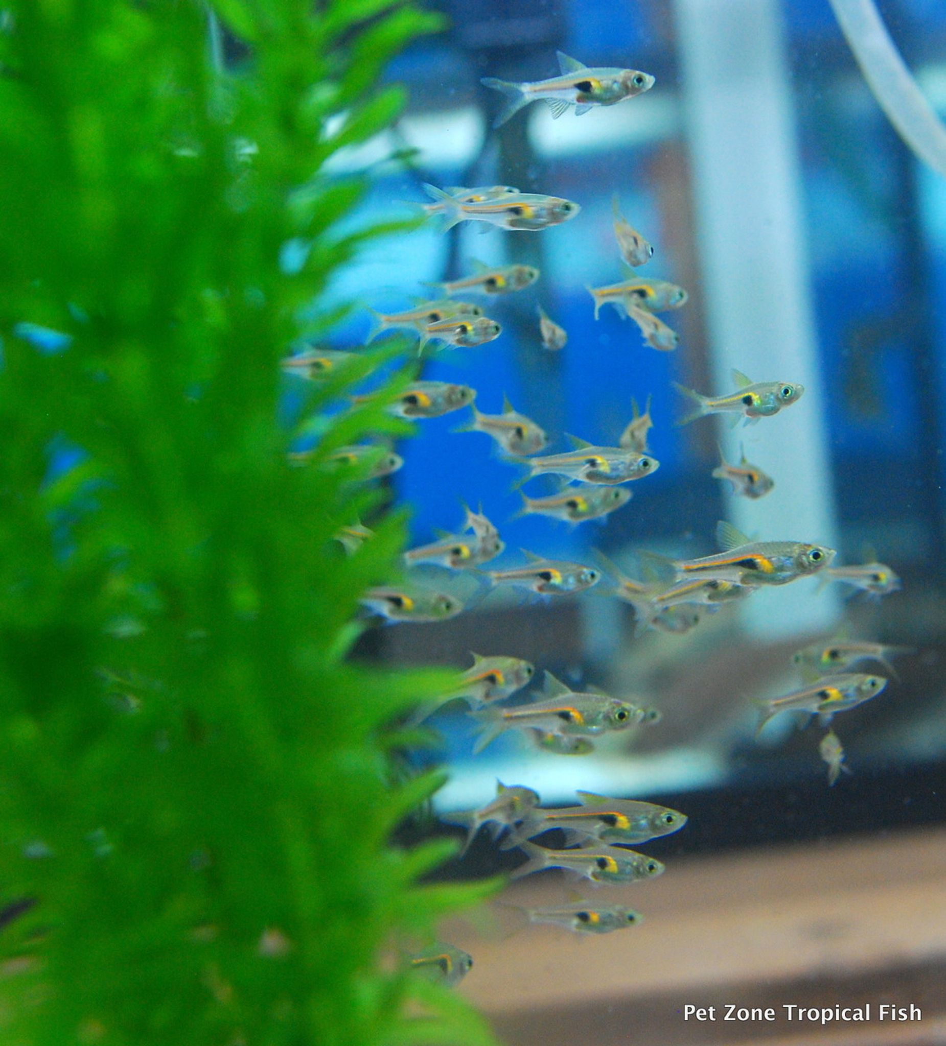 Hengeli Rasbora (Glowlight Rasbora)