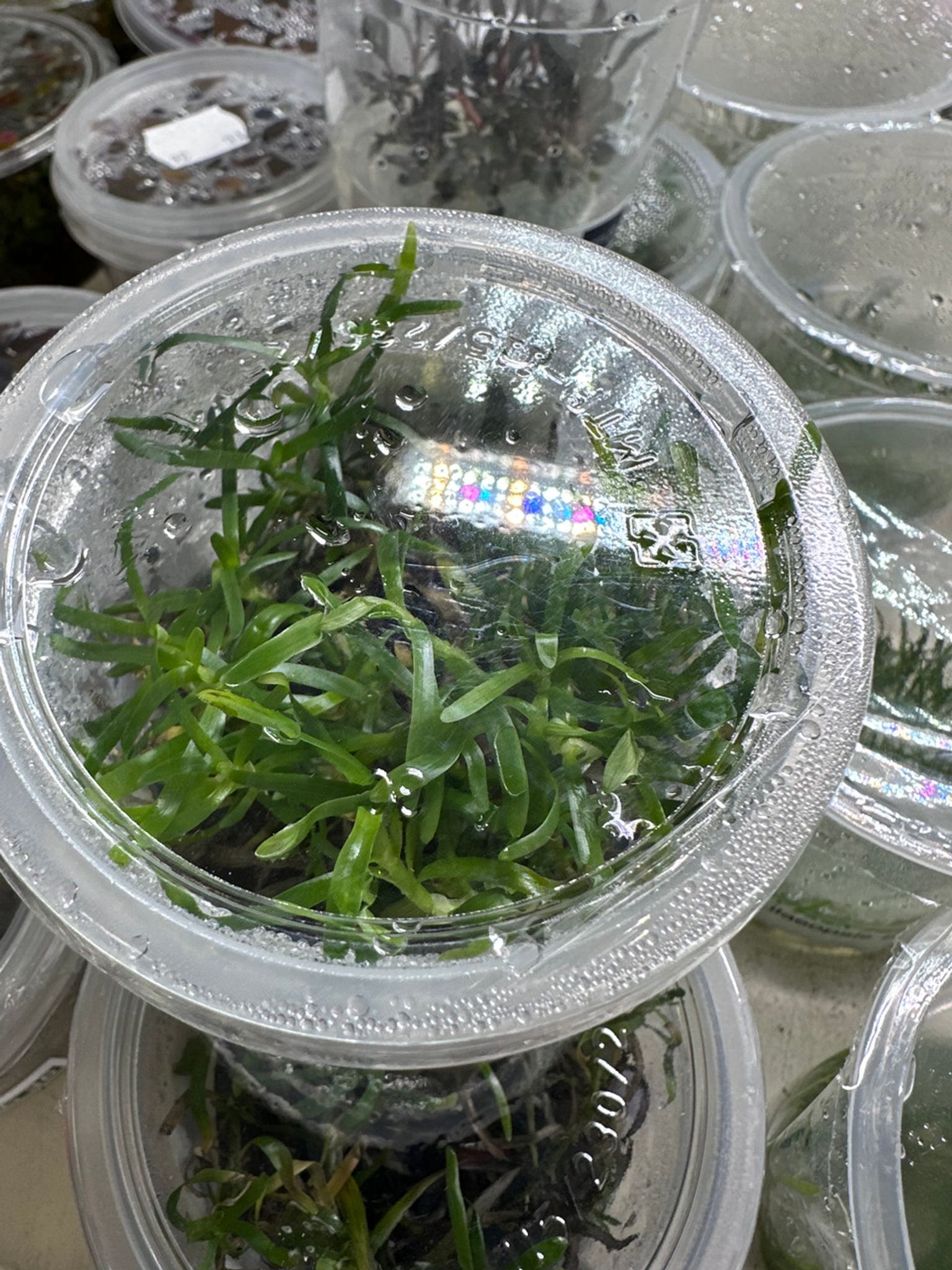 Heteranthera Zosterifolia Aquatic Farmer