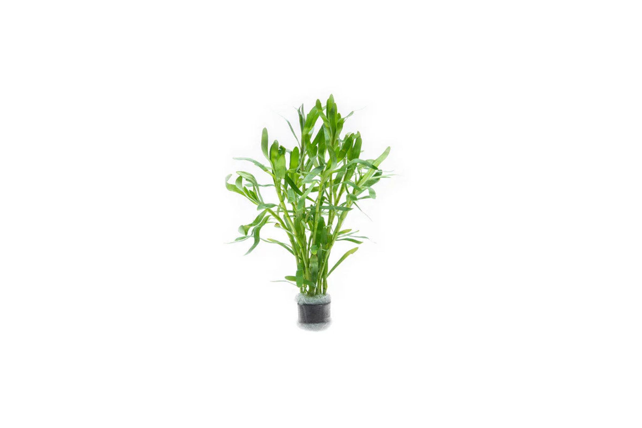 Heteranthera Zosterifolia Bunch