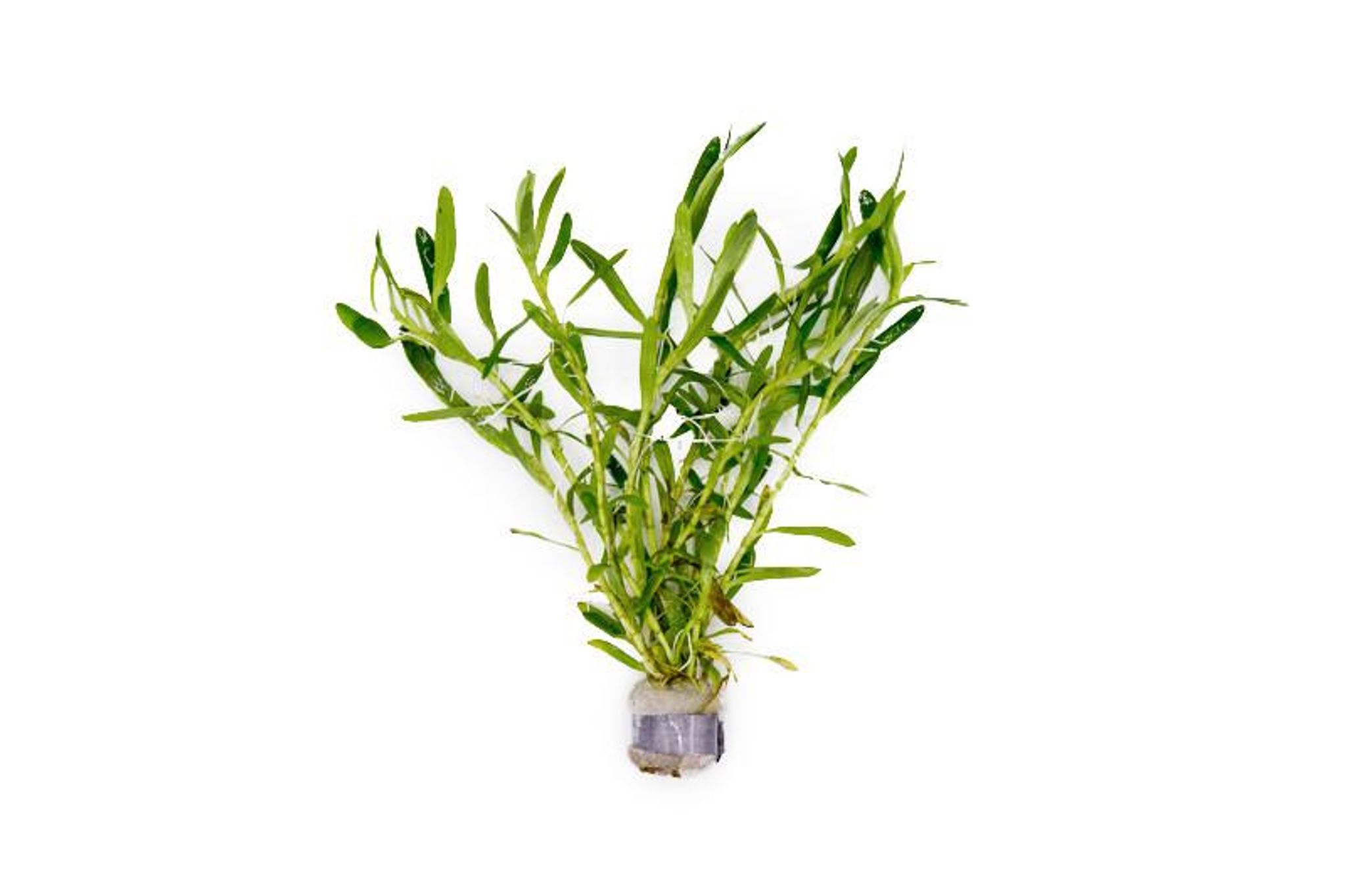 Heteranthera Zosterifolia - Lead Bunch