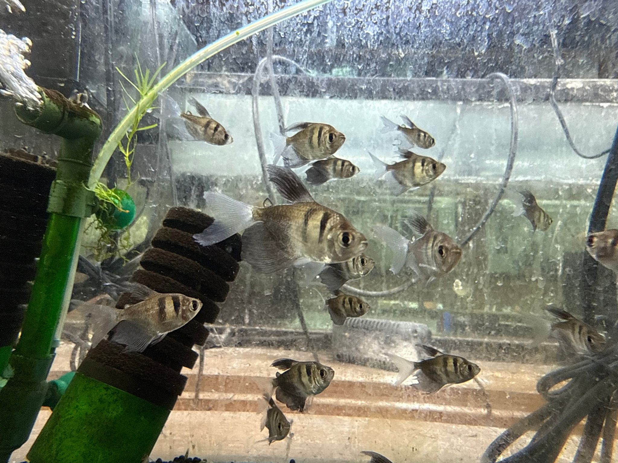 Hi Fin Black Skirt Tetra
