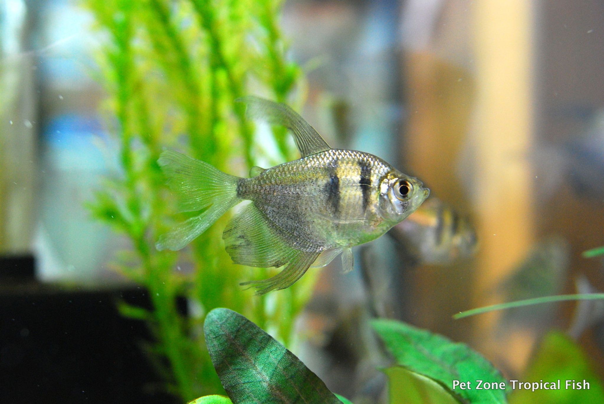 Hi Fin Black Skirt Tetra