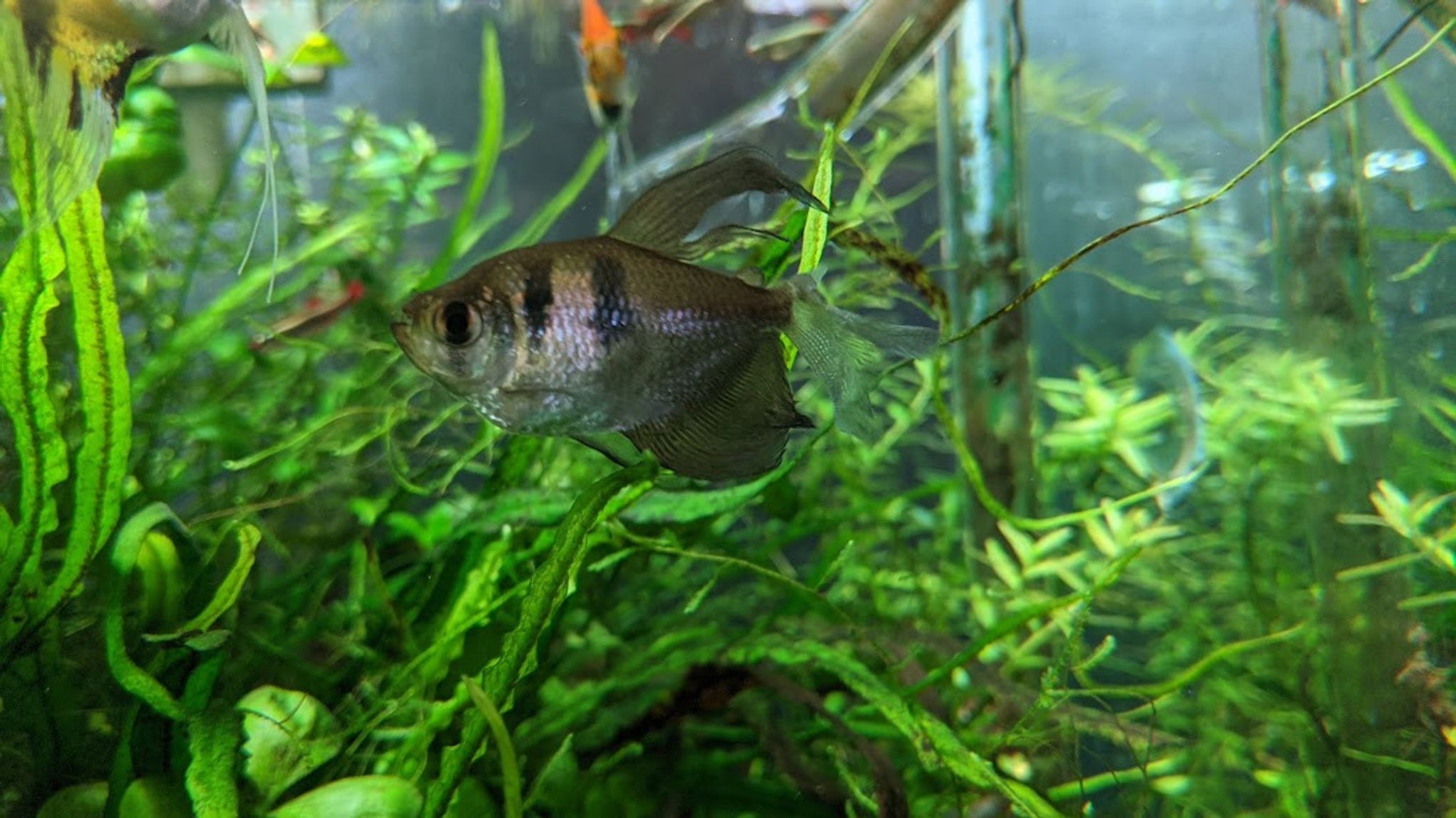 Hi Fin Black Skirt Tetra