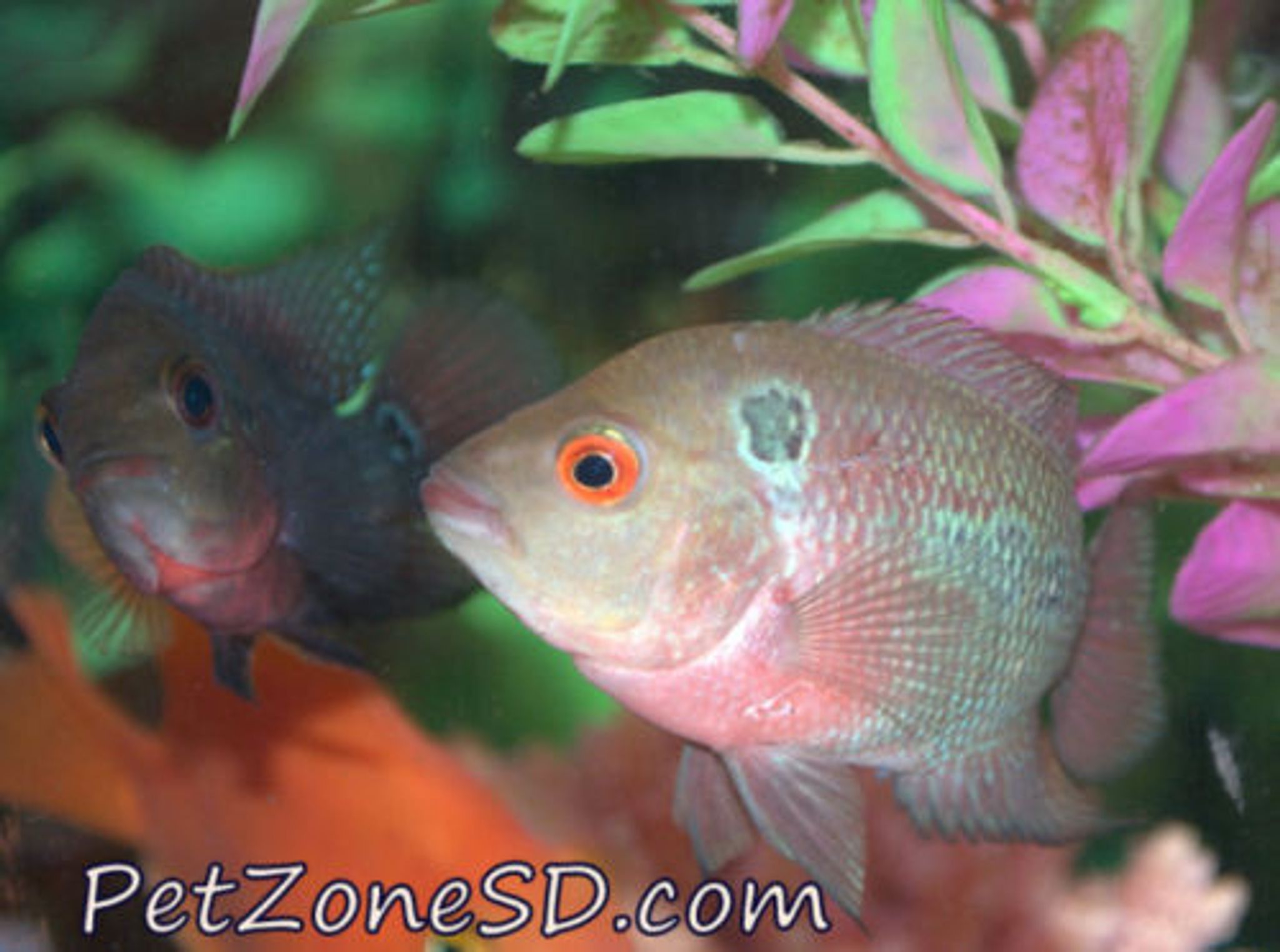 High Quality Red Dragon Flowerhorn Fry
