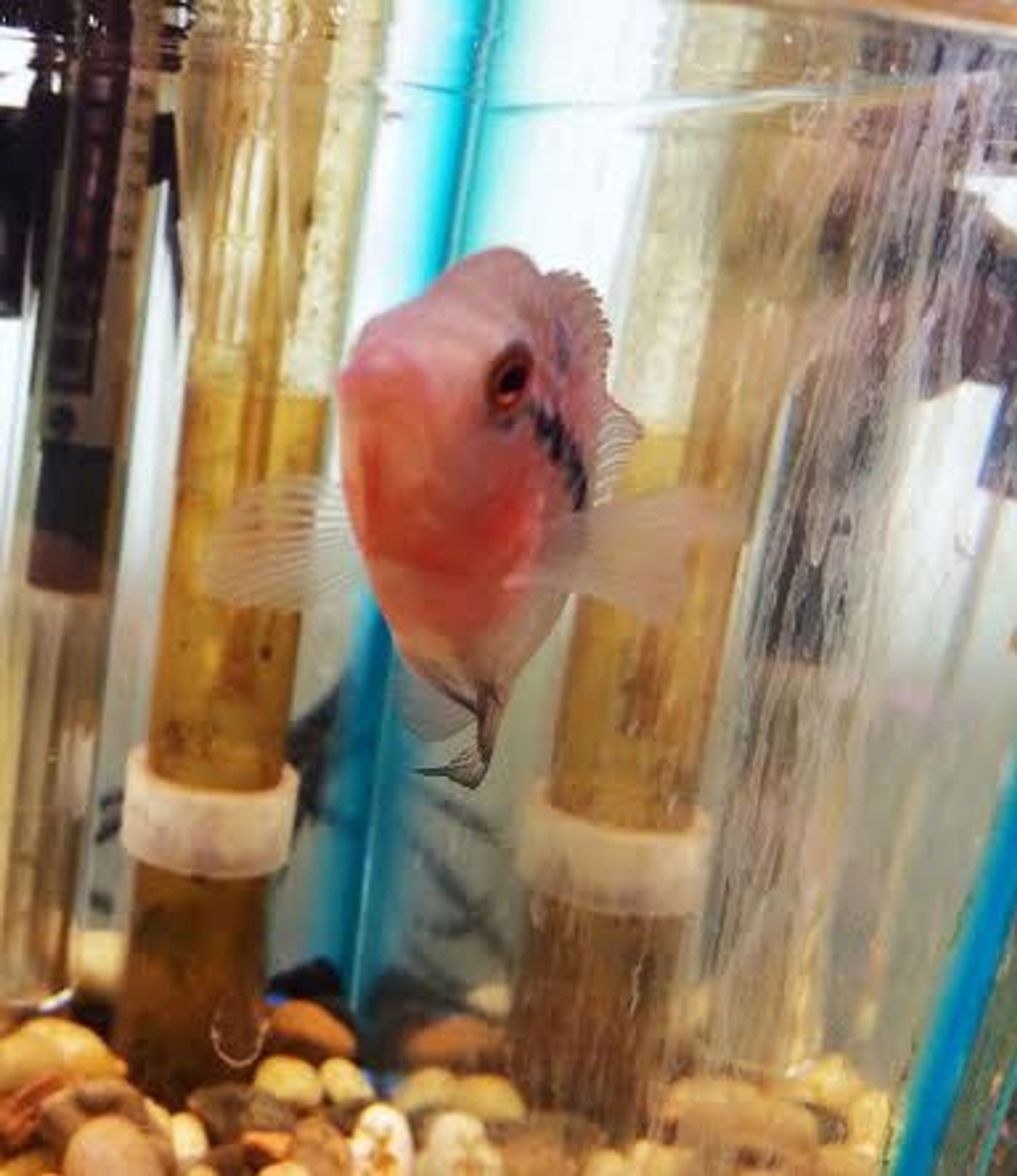 High Quality Red Dragon Flowerhorn Fry