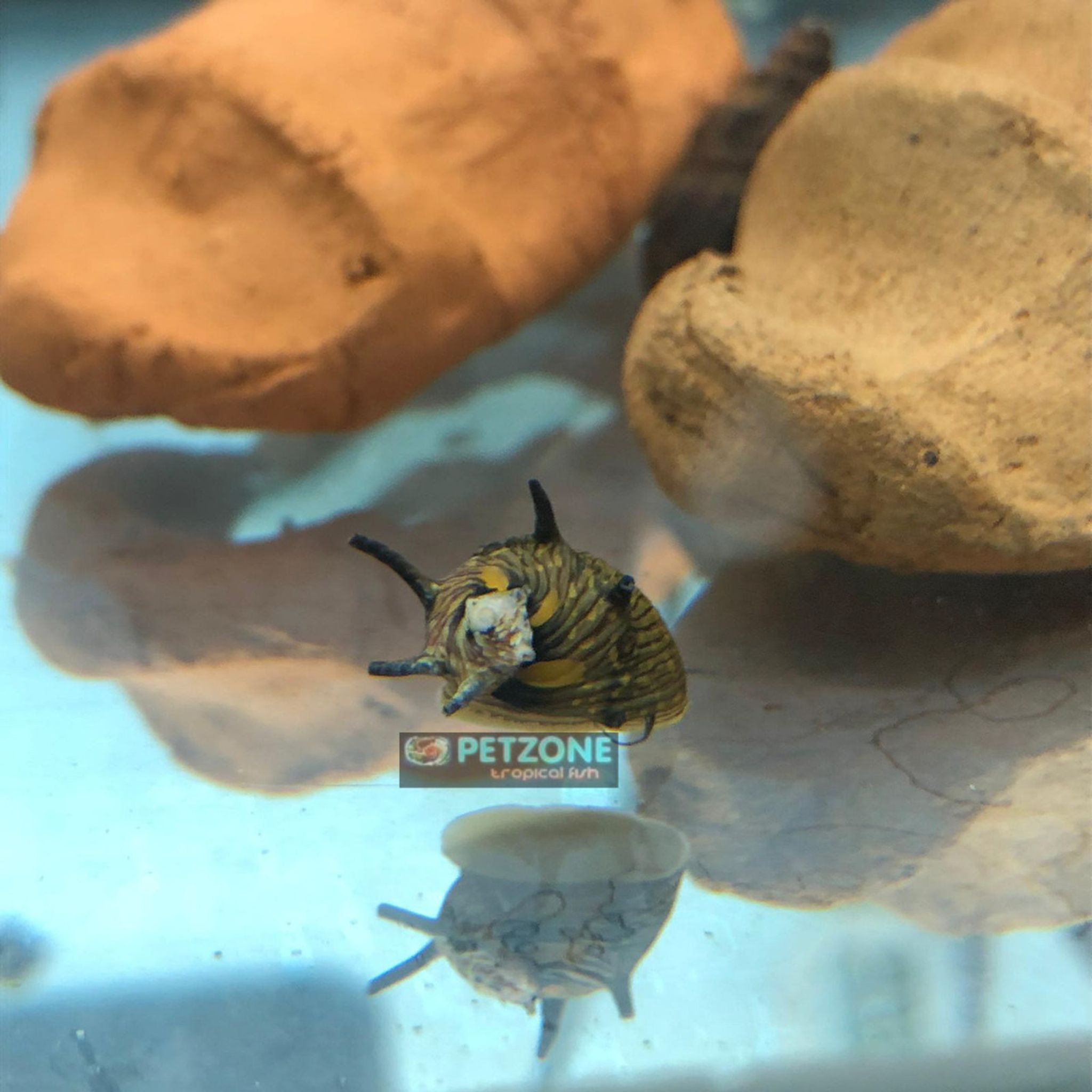 Horned Nerite Snail