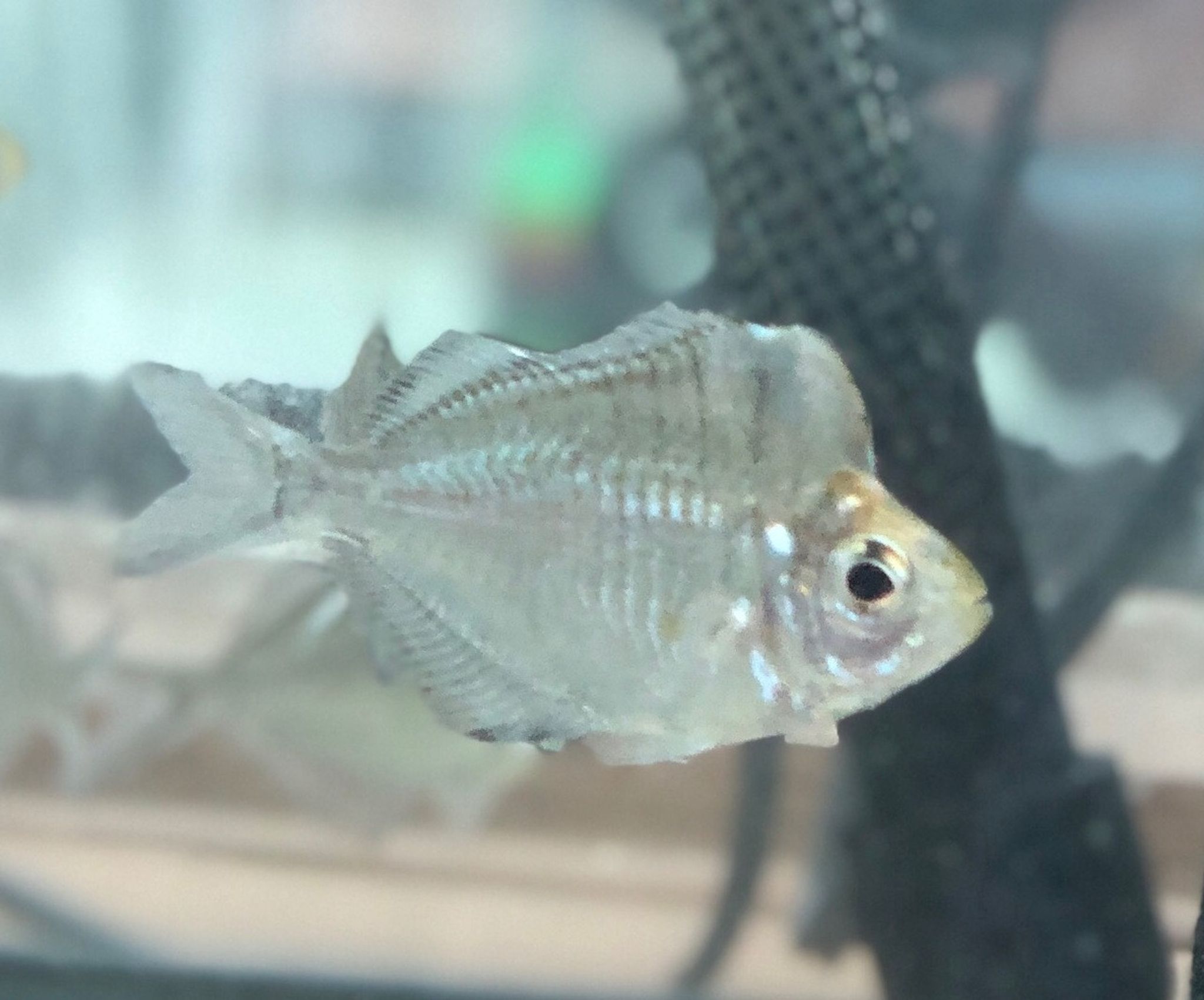 Why Small Aquariums Are Becoming More Popular