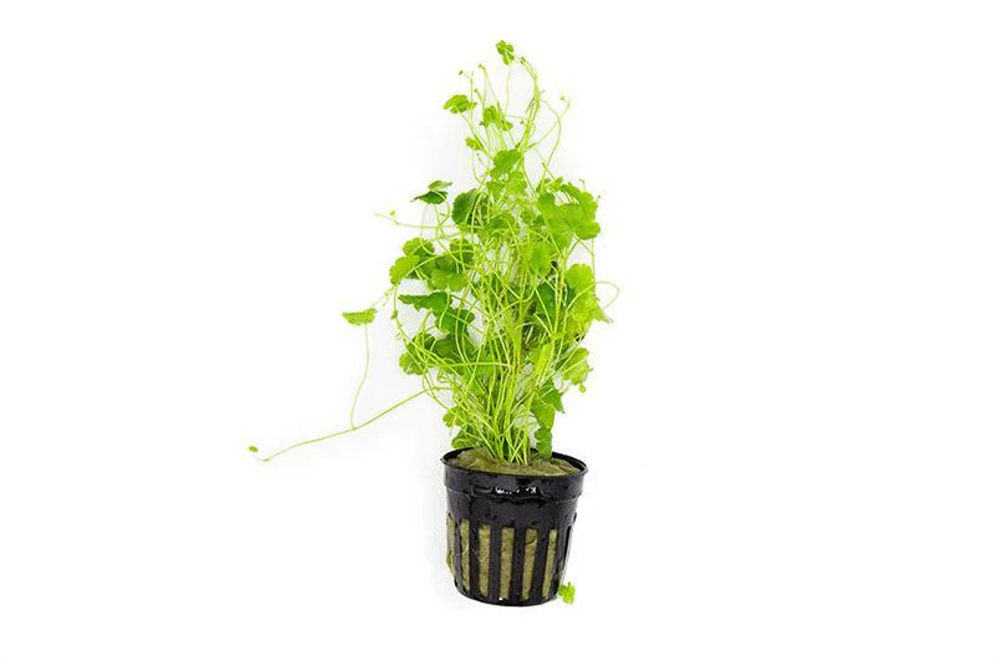 Hydrocotyle Sibthorpioides