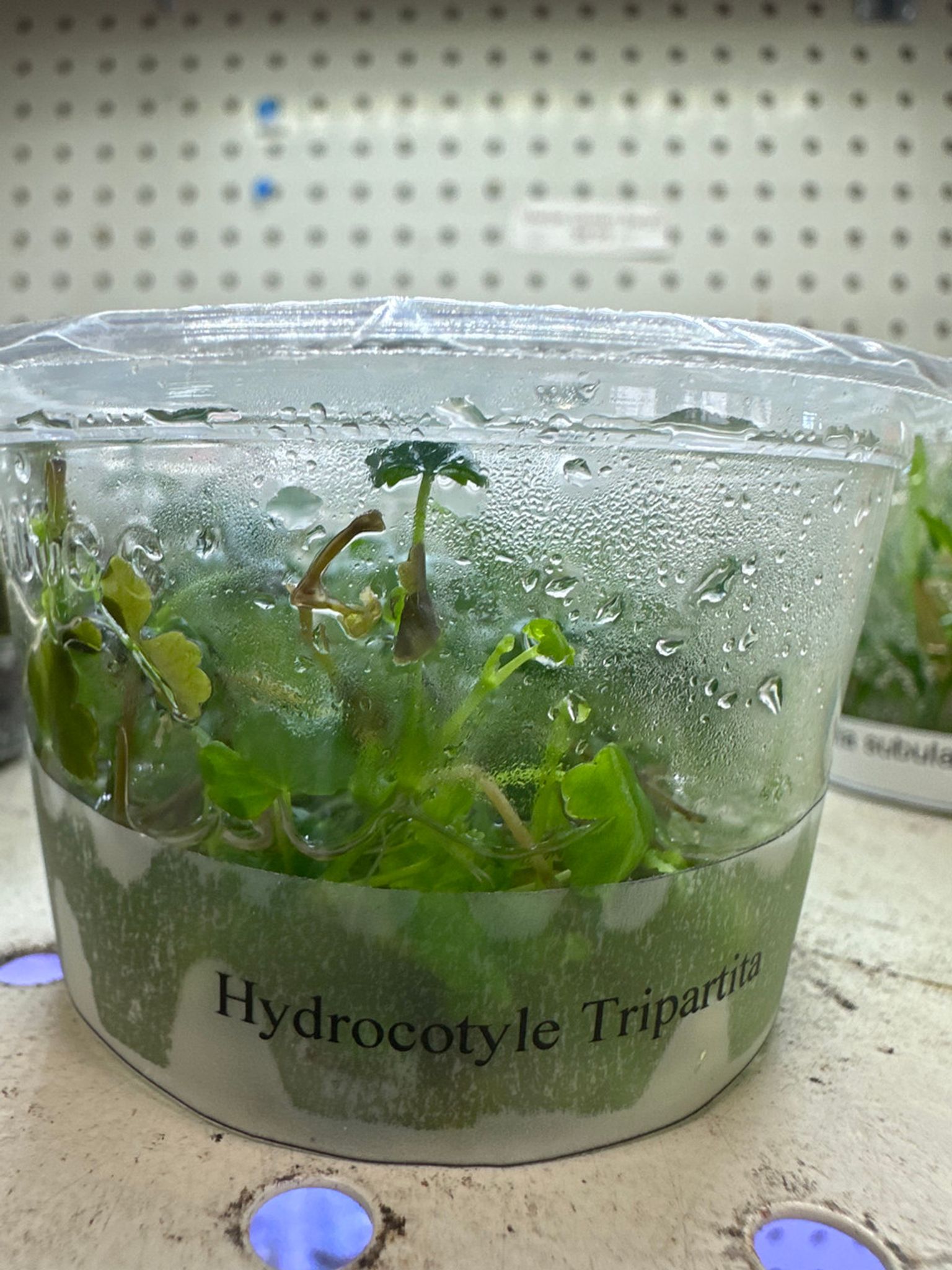 Hydrocotyle Tripartita Mini Tissue Culture