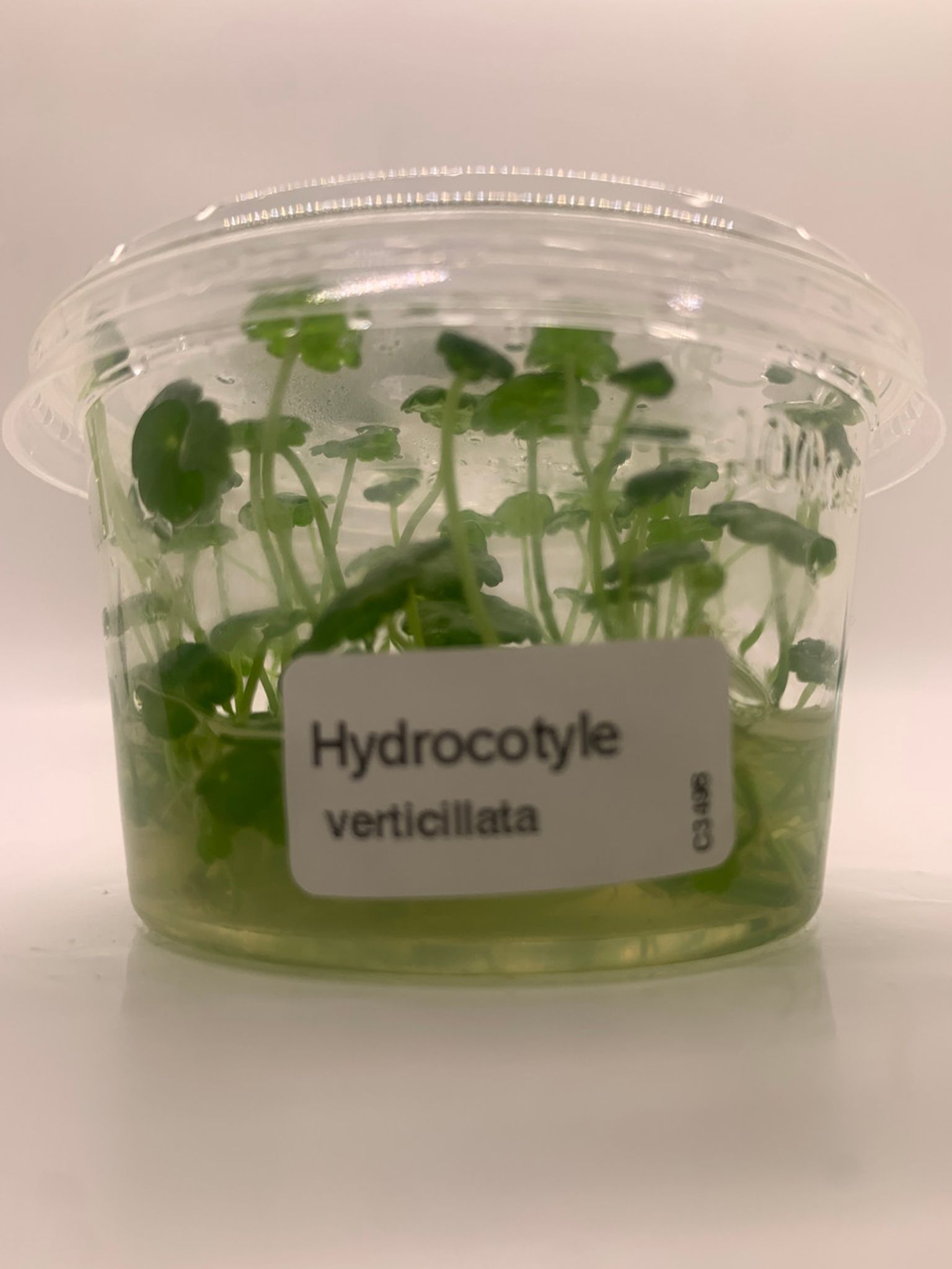 Hydrocotyle Verticillata Tissue Culture