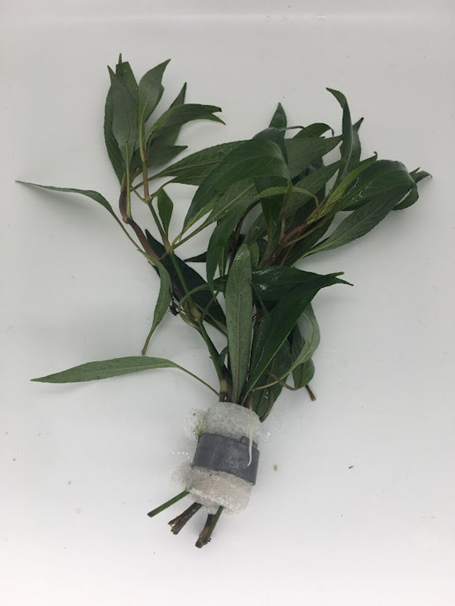 Hygrophila Angustifolia