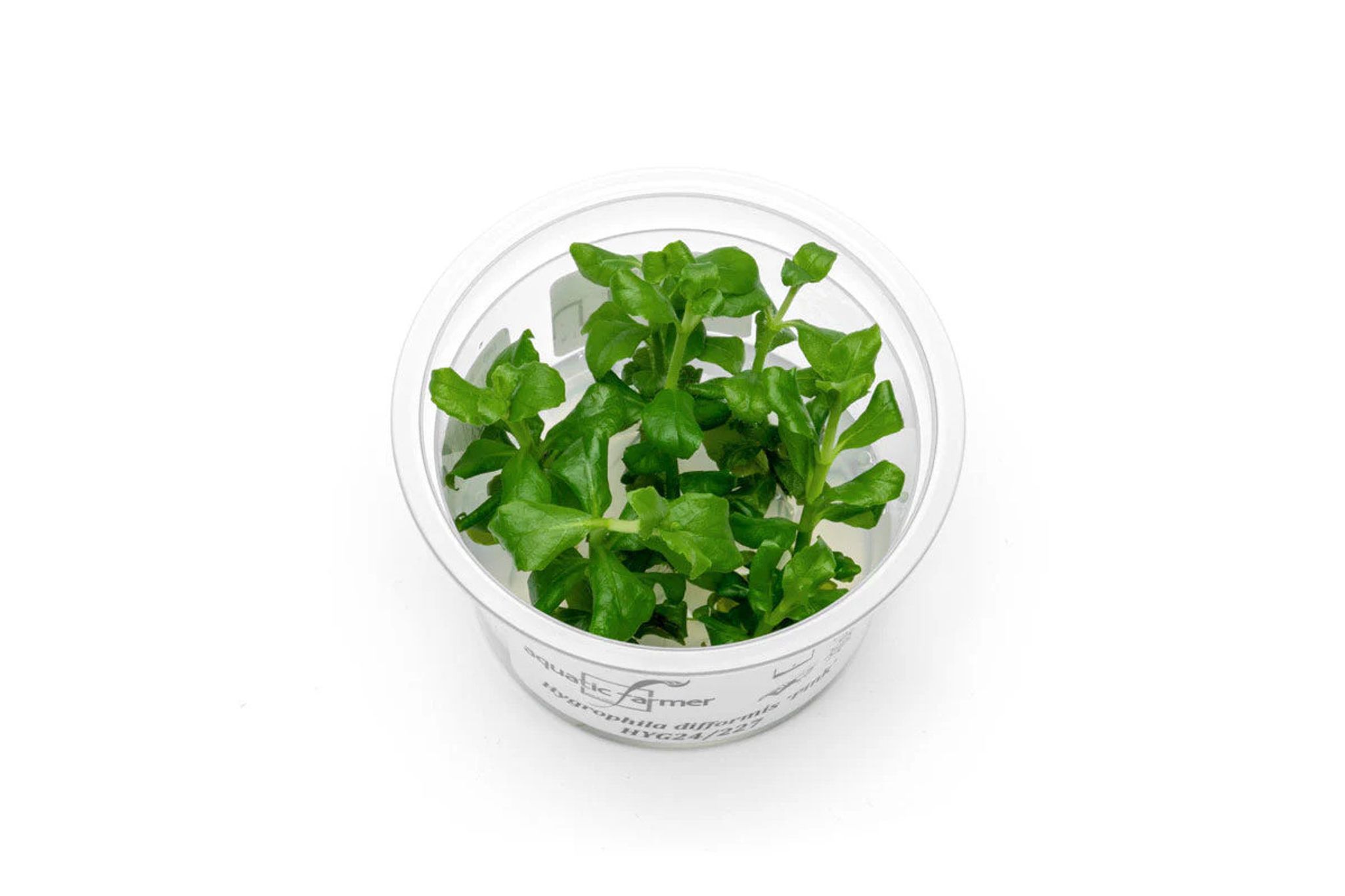 Hygrophila Difformis Pink Aquatic Farmer Tissue Culture