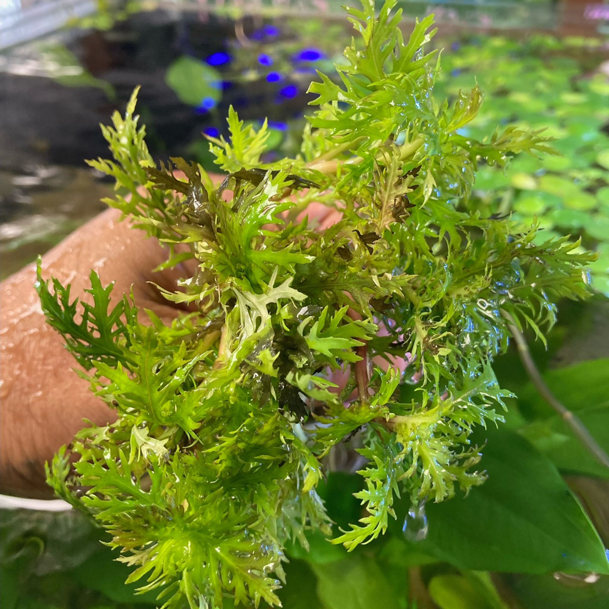 Hygrophila Difformis