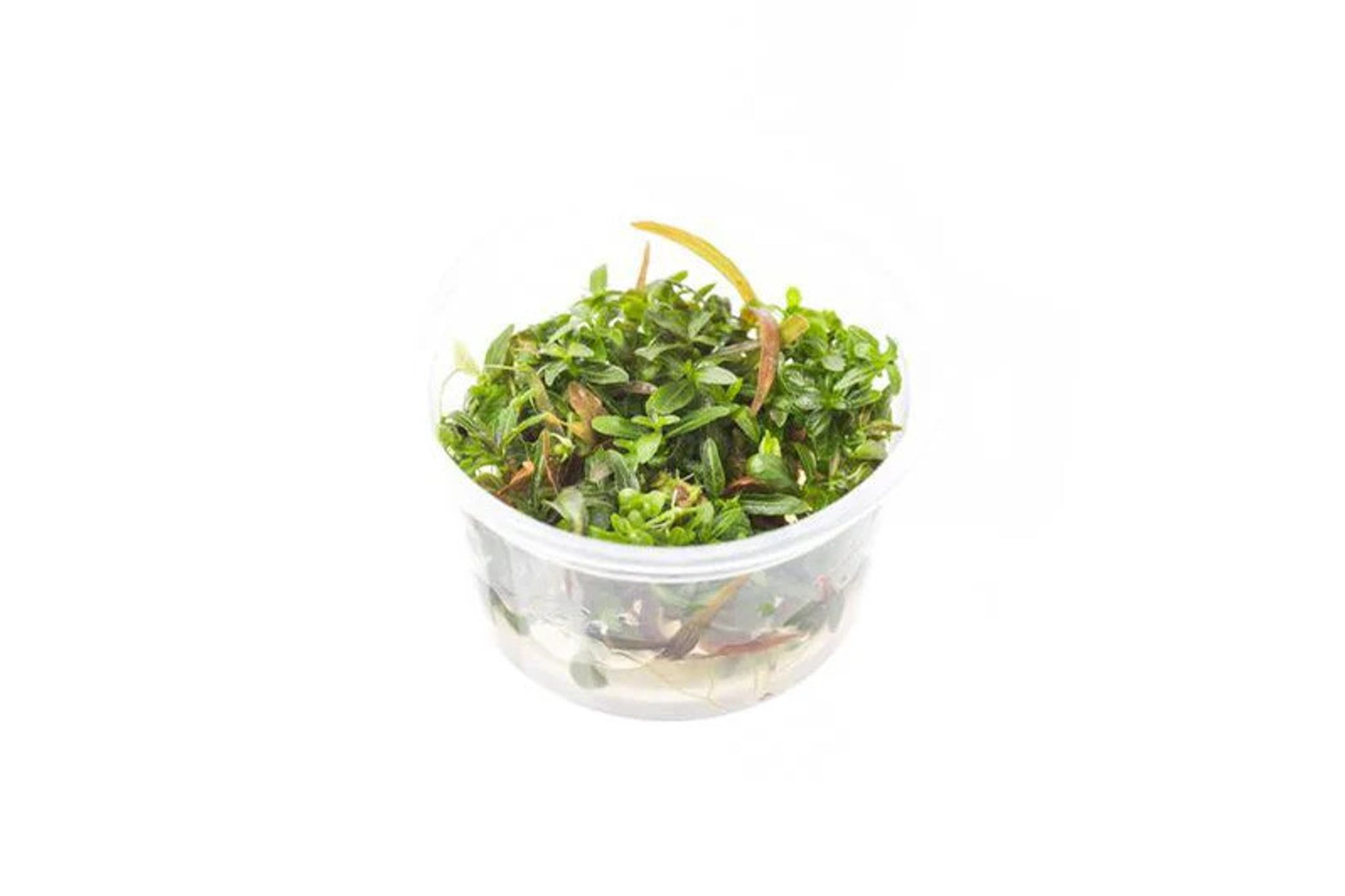 Hygrophila Lancea Araguaia Aquatic Farmer Tissue Culture