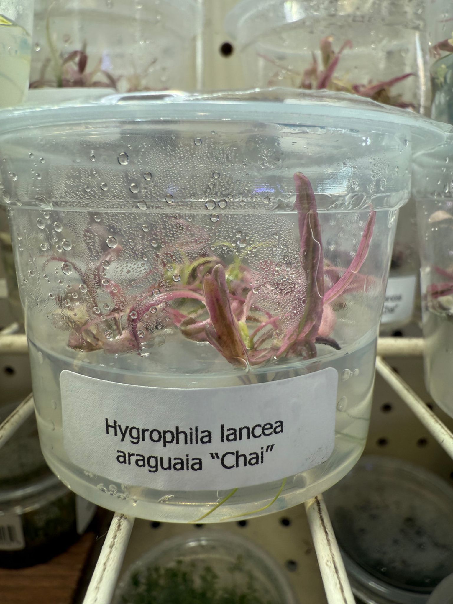 HYGROPHILA LANCEA ARAGUAIA 'CHAI' TC