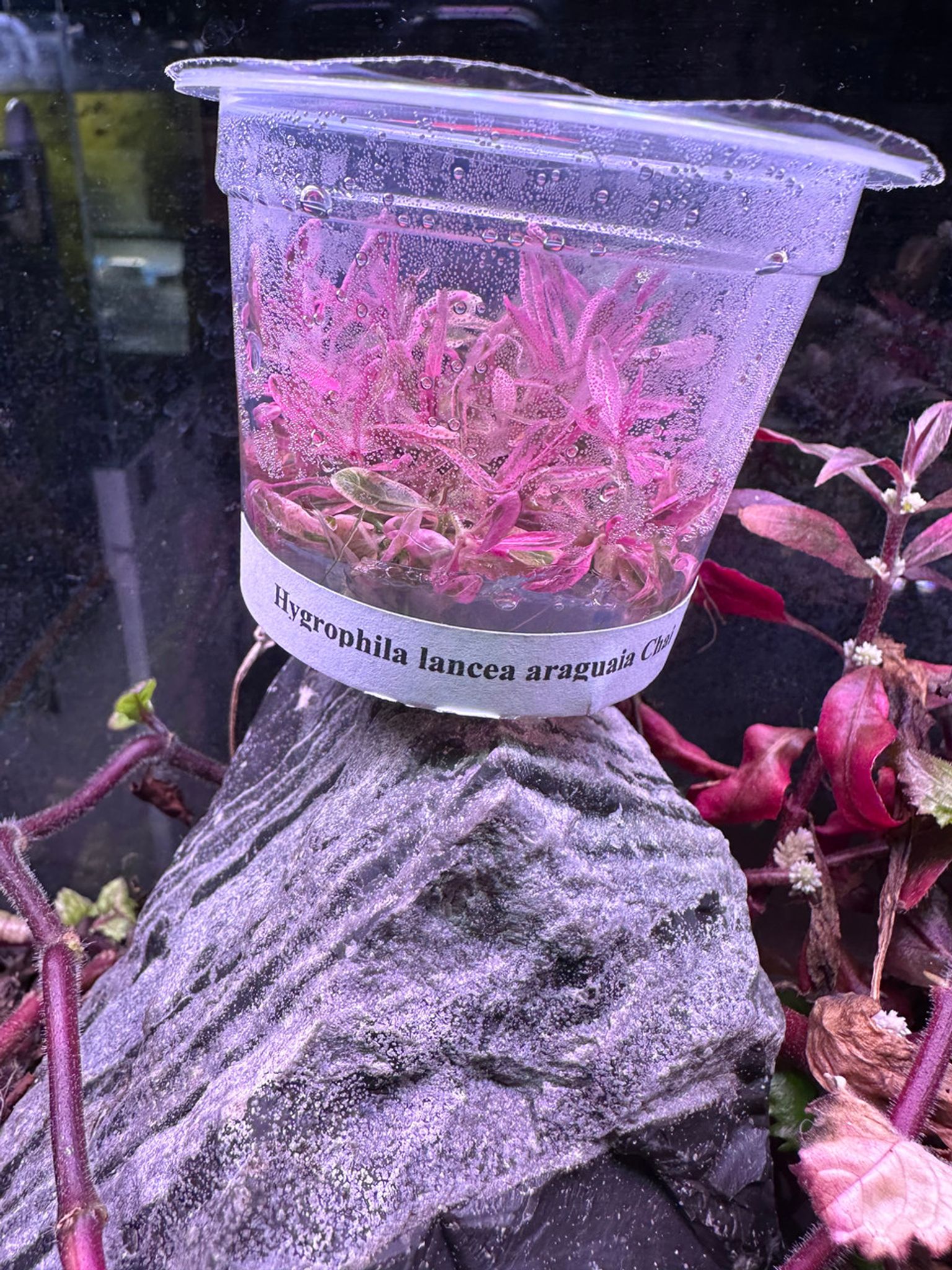 HYGROPHILA LANCEA ARAGUAIA 'CHAI' TISSUE CULTURE