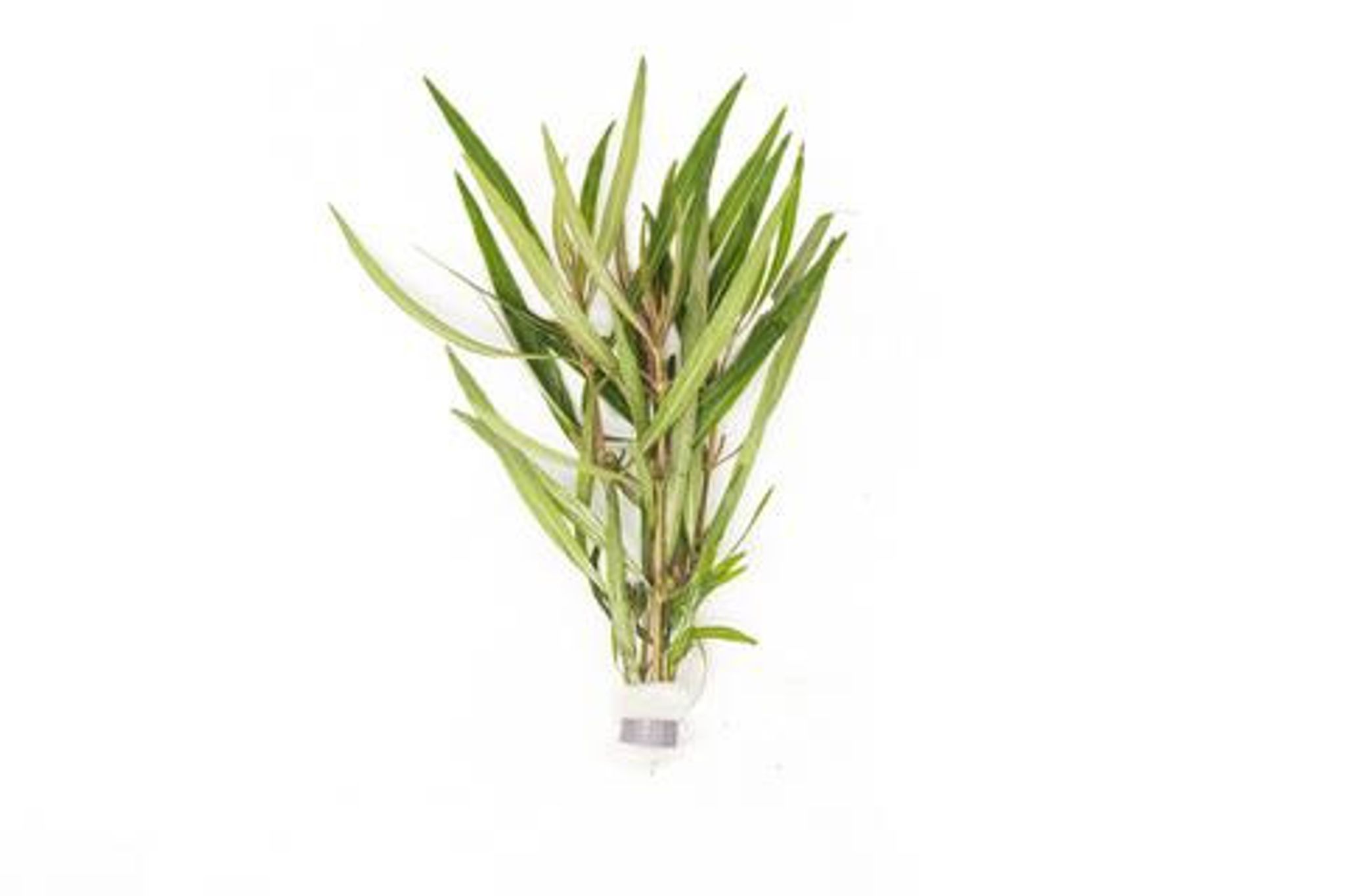 HYGROPHILA LANCEA ARAGUAIA RED CROSS