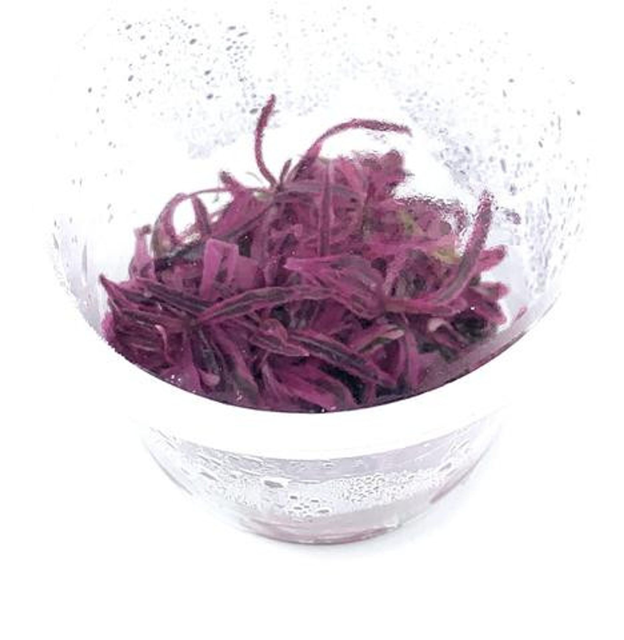 HYGROPHILA LANCEA 'CHAI' TISSUE CULTURE