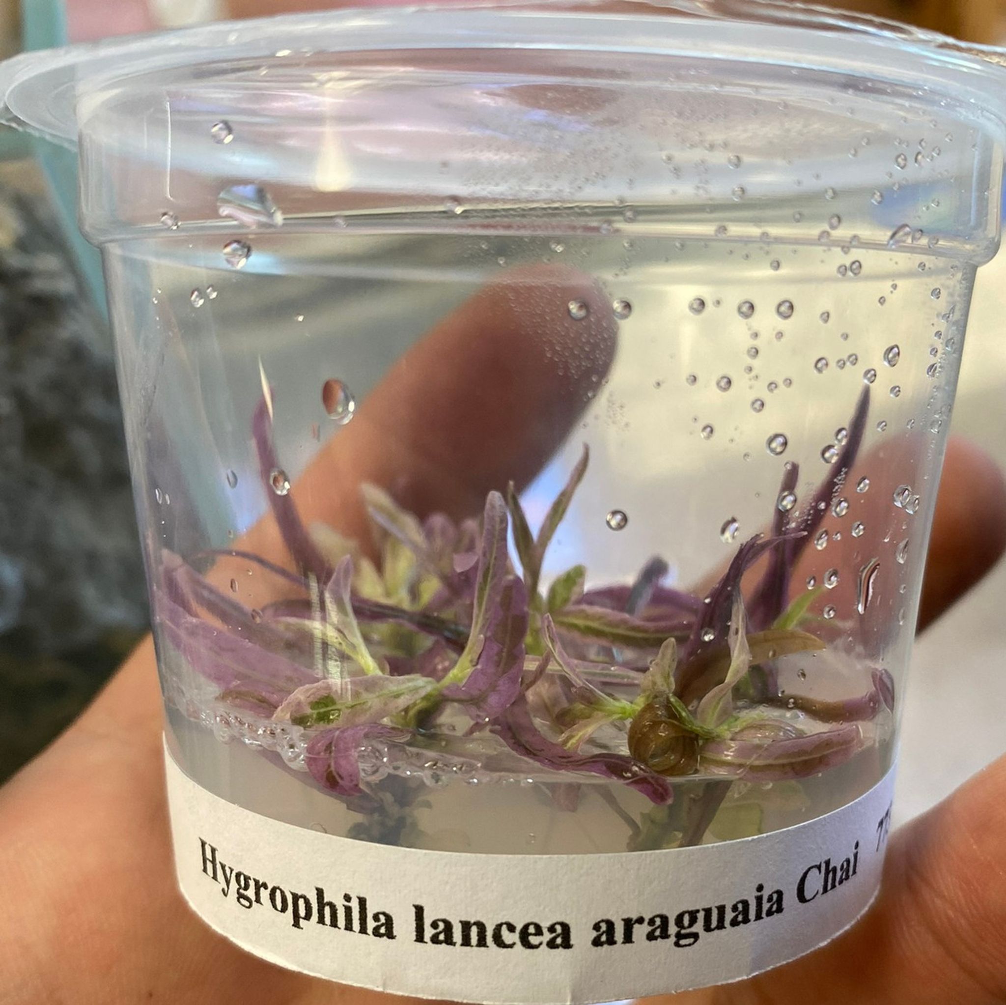 Hygrophila Lancea Sp “Chai” Araguaia