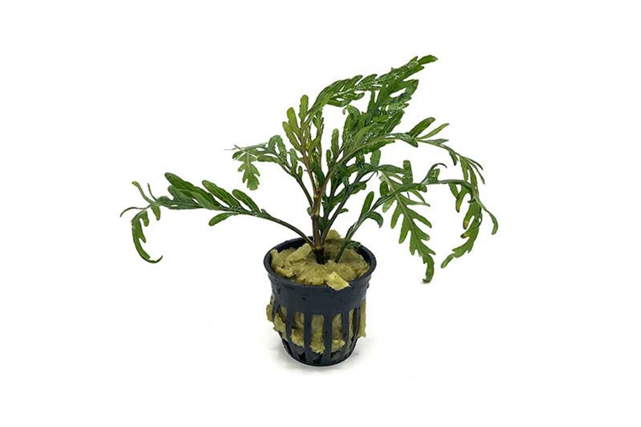 Hygrophila Pinnatifida Bunch