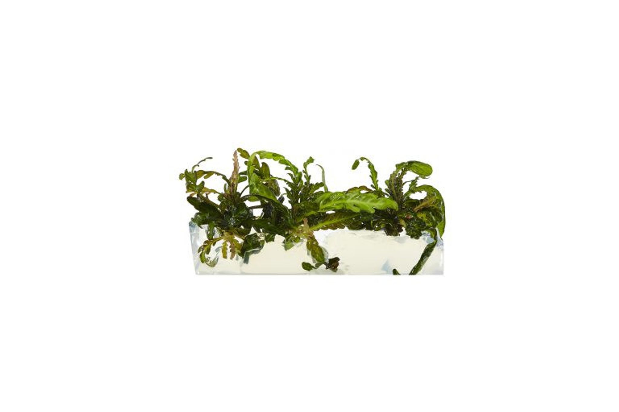 Hygrophila Pinnatifida Tissue Culture