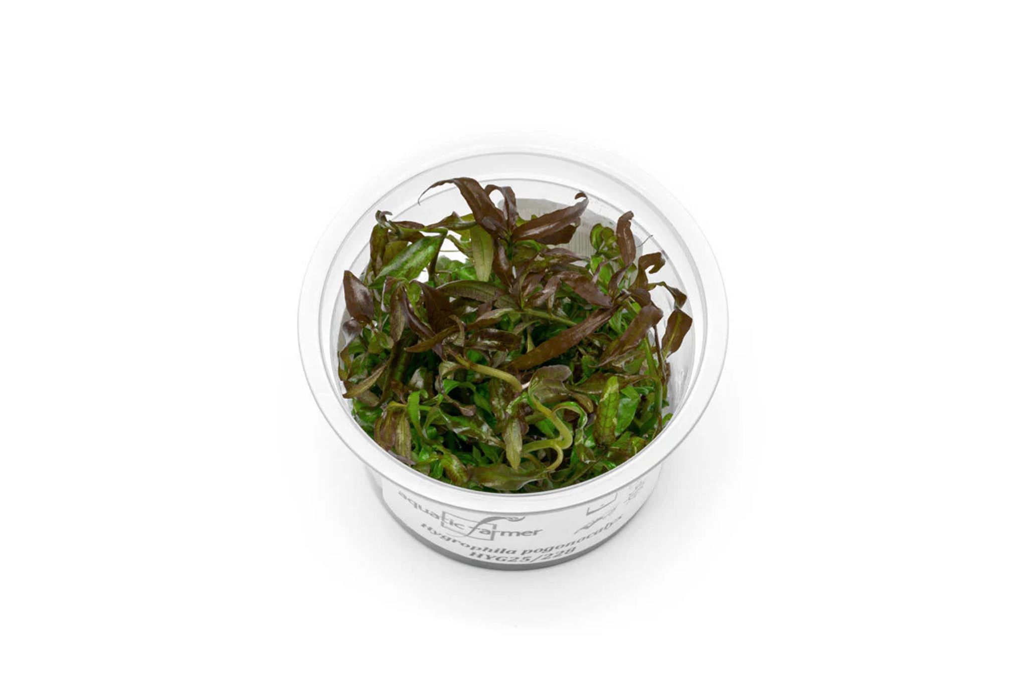 Hygrophila Pogonocalyx Hayata Aquatic Farmer Tissue Culture