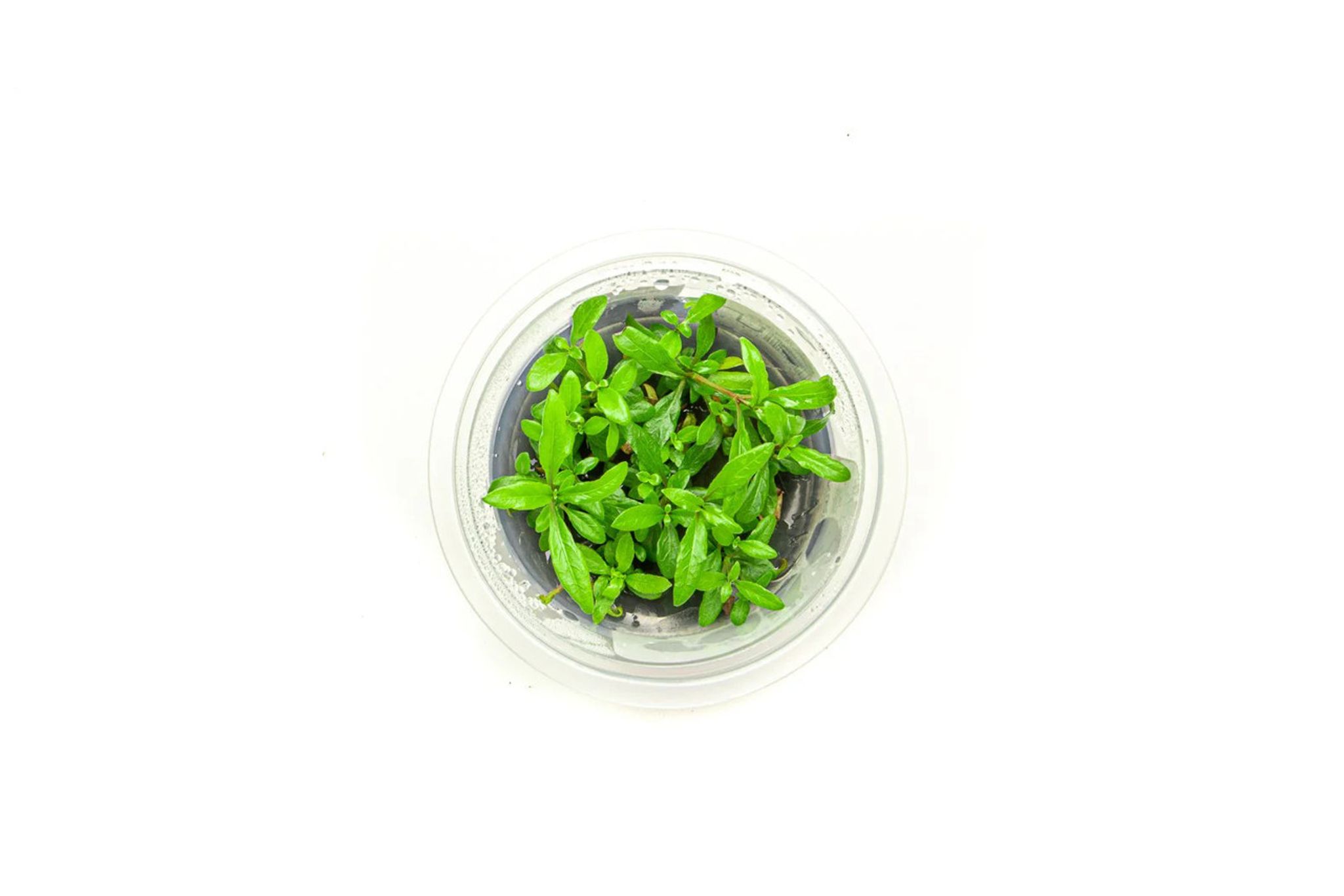 Hygrophila Siamensis Aquatic Farmer Tissue Culture