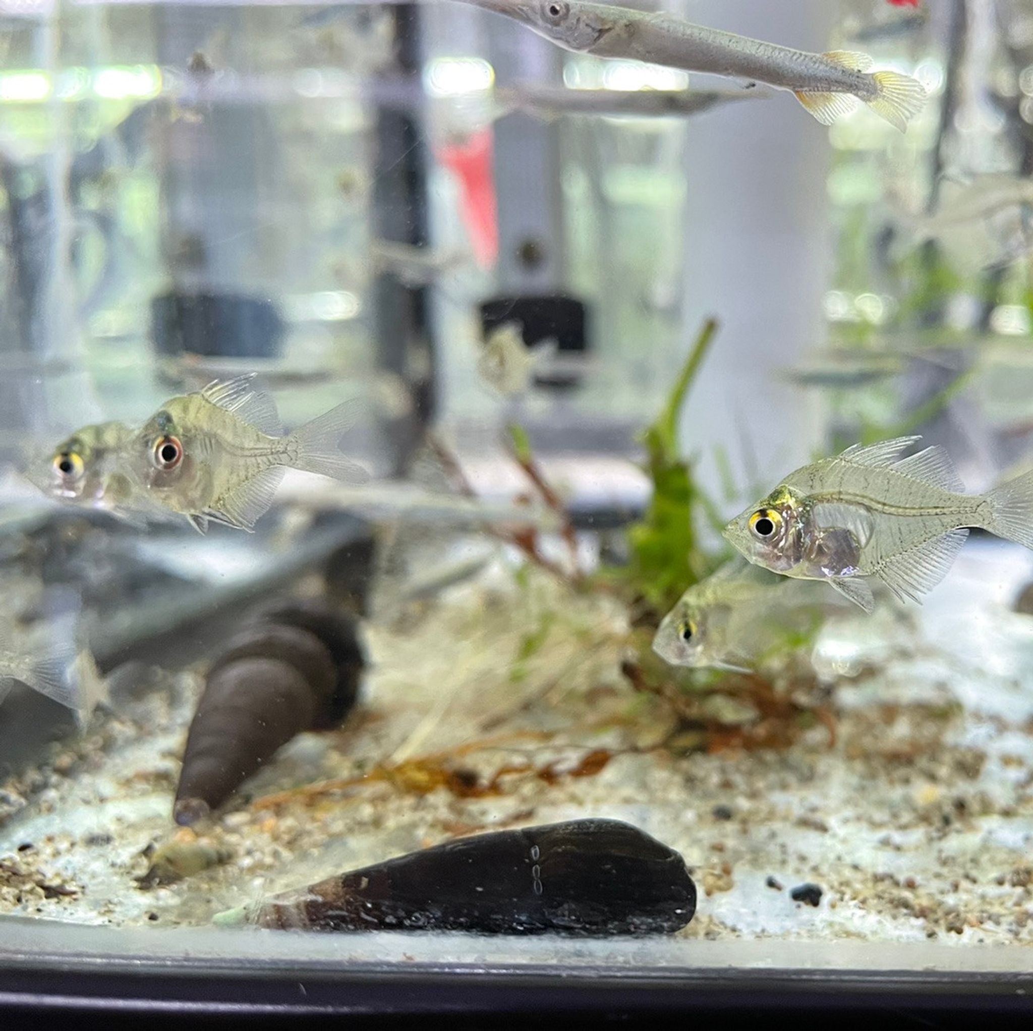 Indian Glass Fish