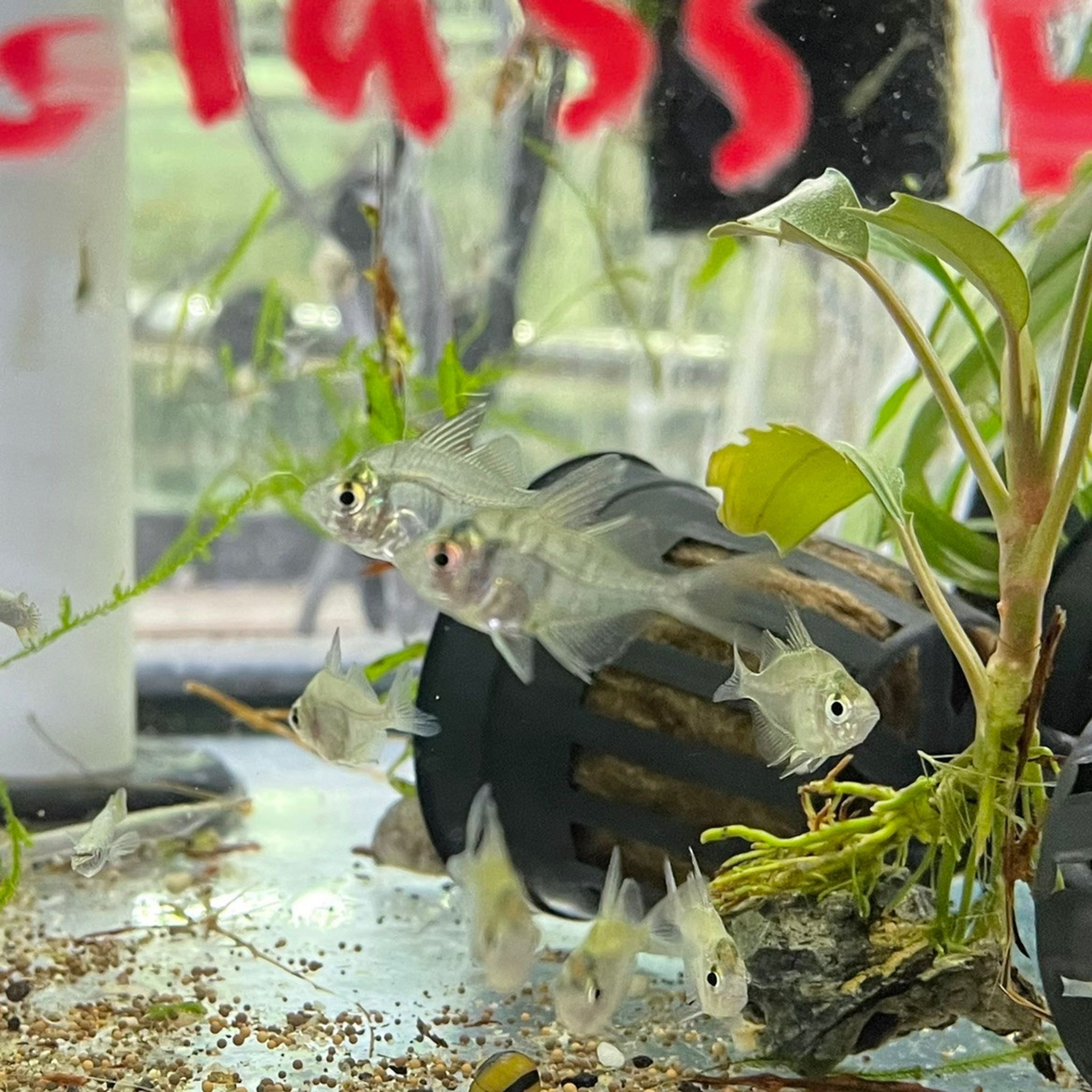 Indian Glass Fish