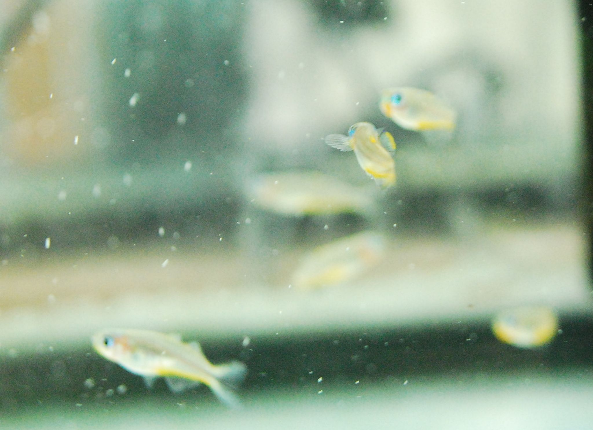 Indian Lamp Eye Killifish