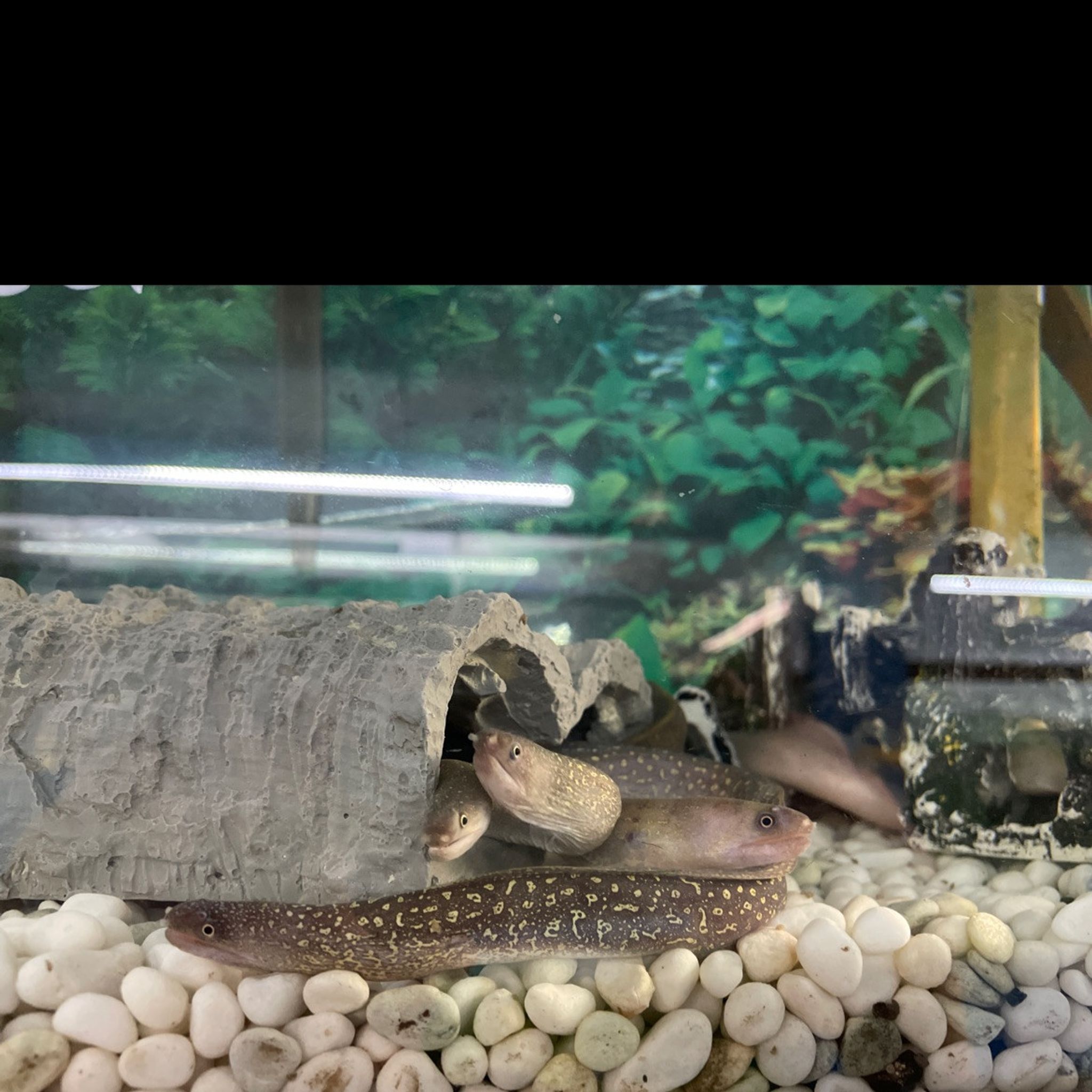 Indian Mud Eel