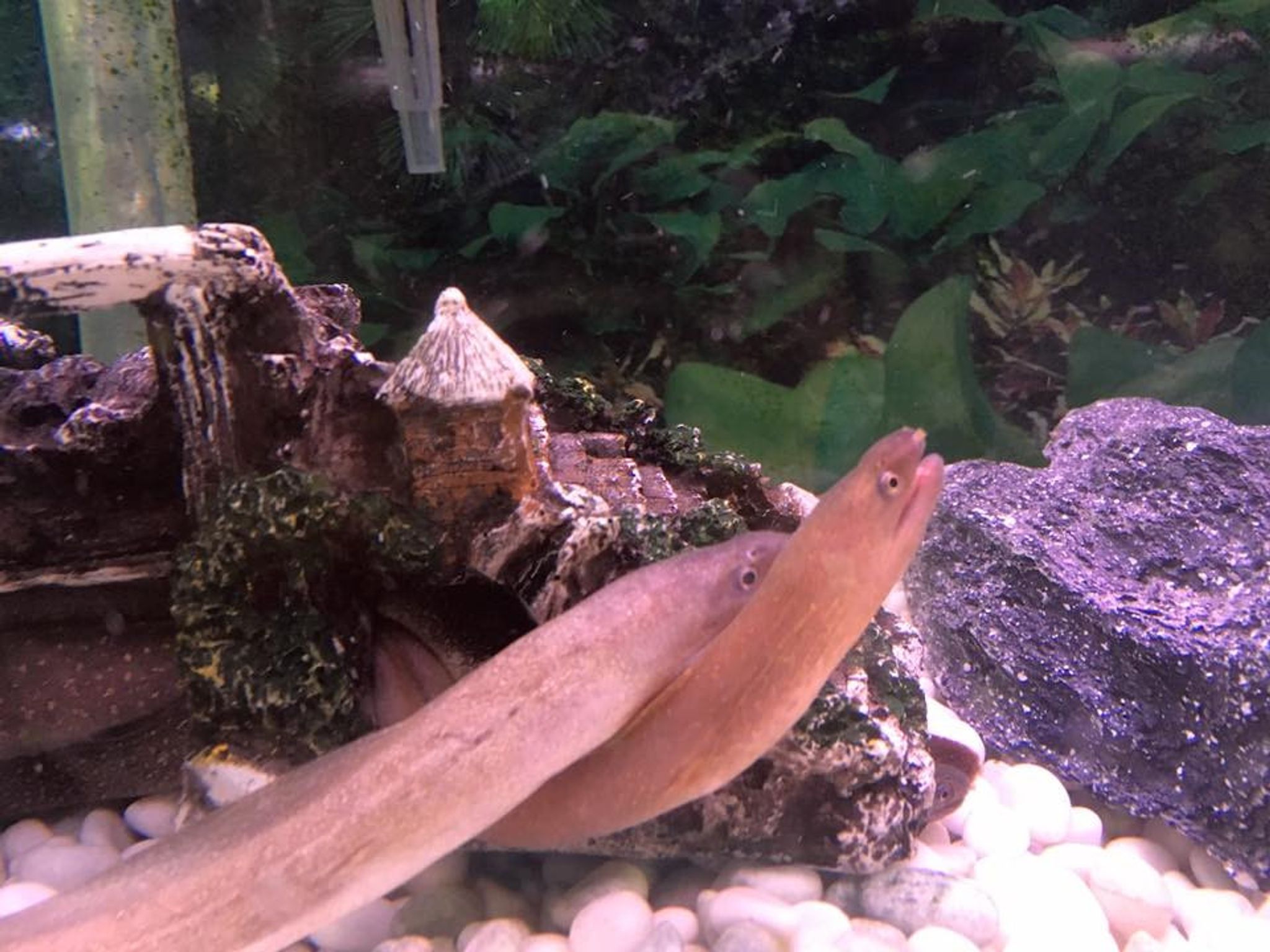 Indian Mud Eel