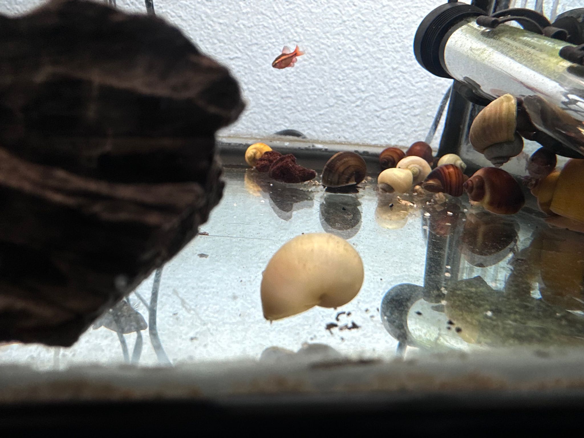 Ivory Mystery Snail