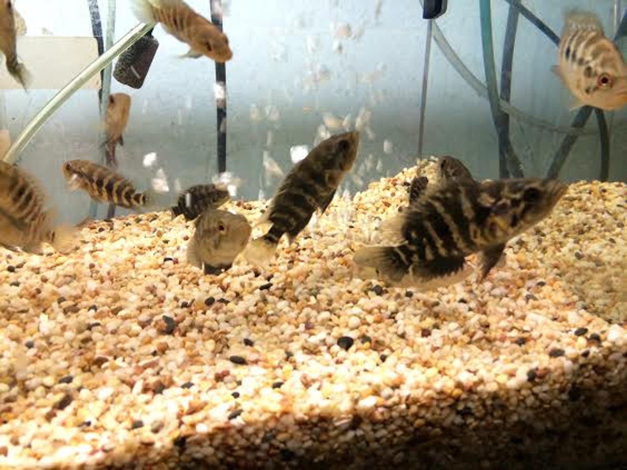 Jaguar Cichlid (Managuense Cichlid)