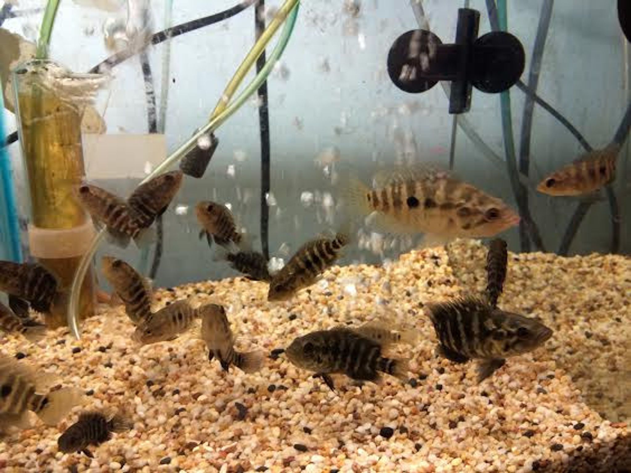 Jaguar Cichlid (Managuense Cichlid)