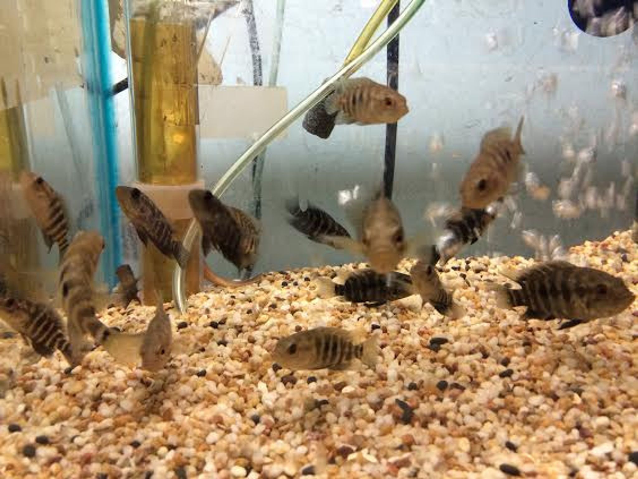 Jaguar Cichlid (Managuense Cichlid)