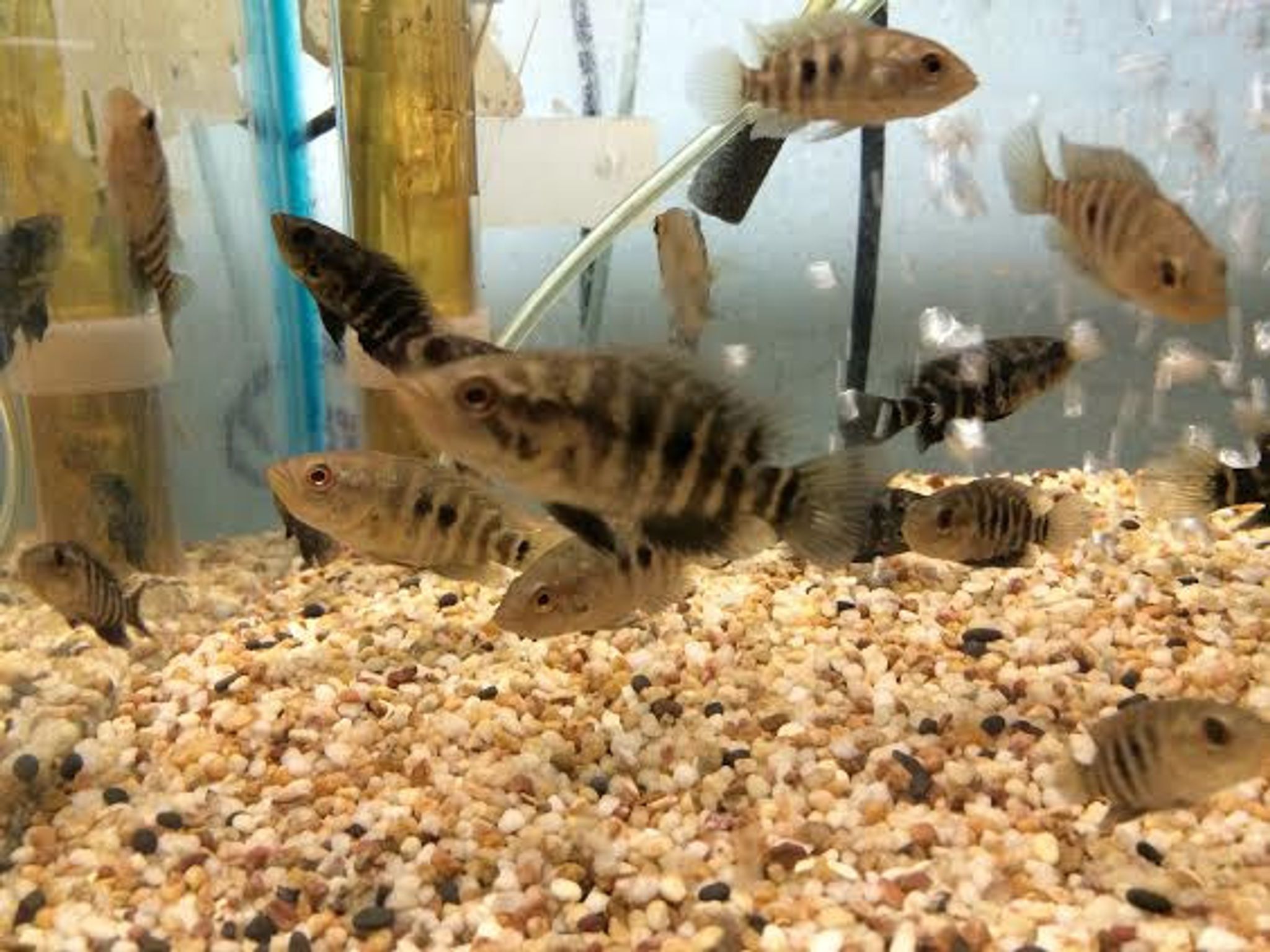 Jaguar Cichlid (Managuense Cichlid)